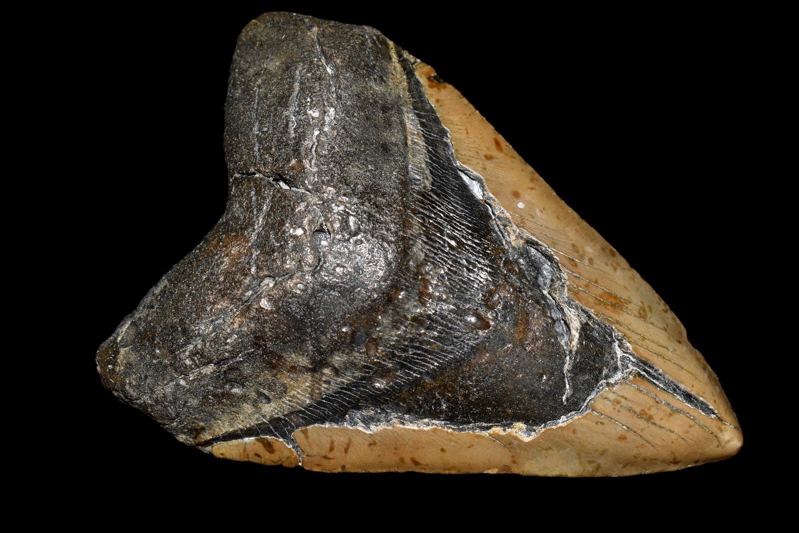 MASSIVE 6" LONG MEGALODON SHARK TOOTH FOSSIL FOUND OFF: MASSIVE 6" LONG MEGALODON SHARK TOOTH FOSSIL FOUND OFF THE COAST OF CAROLINAS