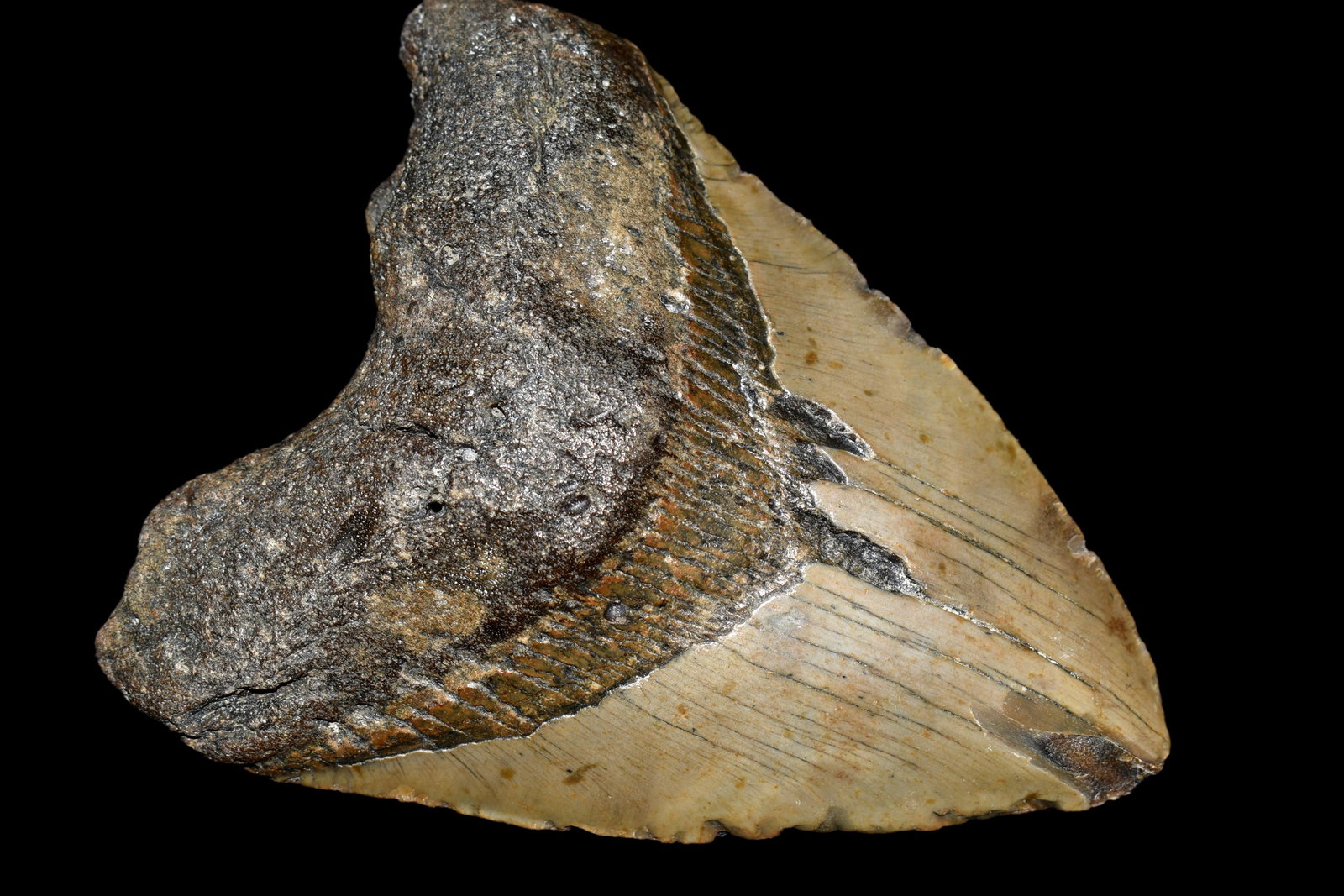 HUGE 5 1/4" LONG MEGALODON SHARK TOOTH FOSSIL FOUND OFF: HUGE 5 1/4" LONG MEGALODON SHARK TOOTH FOSSIL FOUND OFF THE COAST OF CAROLINAS