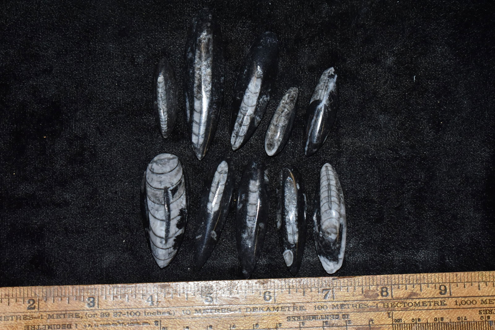 LOT OF 10 ORTHOCERAS FOSSILS: LOT OF 10 ORTHOCERAS FOSSILS