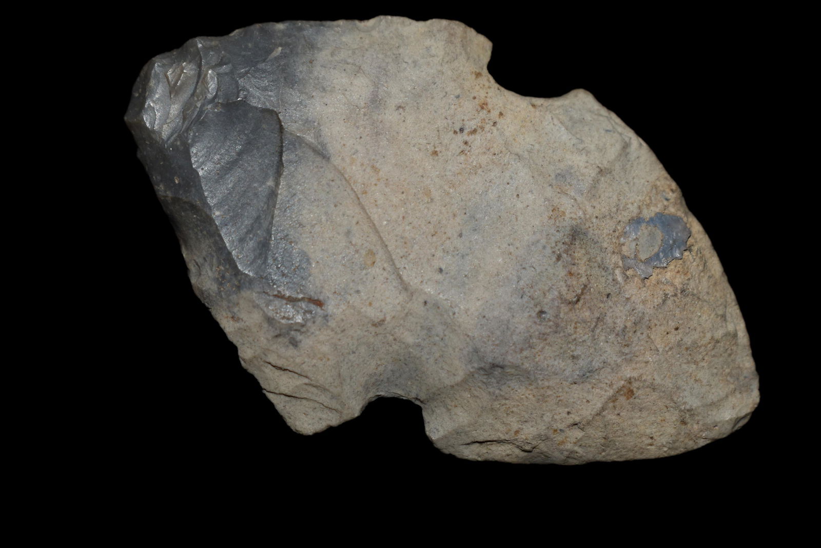 2 1/8" Exhausted Turkey Tail That looks like it is 2 (1 of 5)