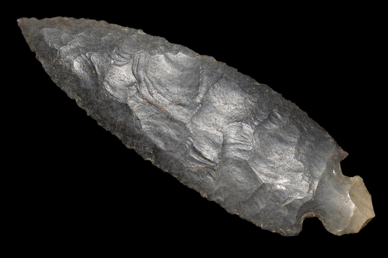 4 7/8" Turkey Tail made of Hornstone Jefferson CO (1 of 5)