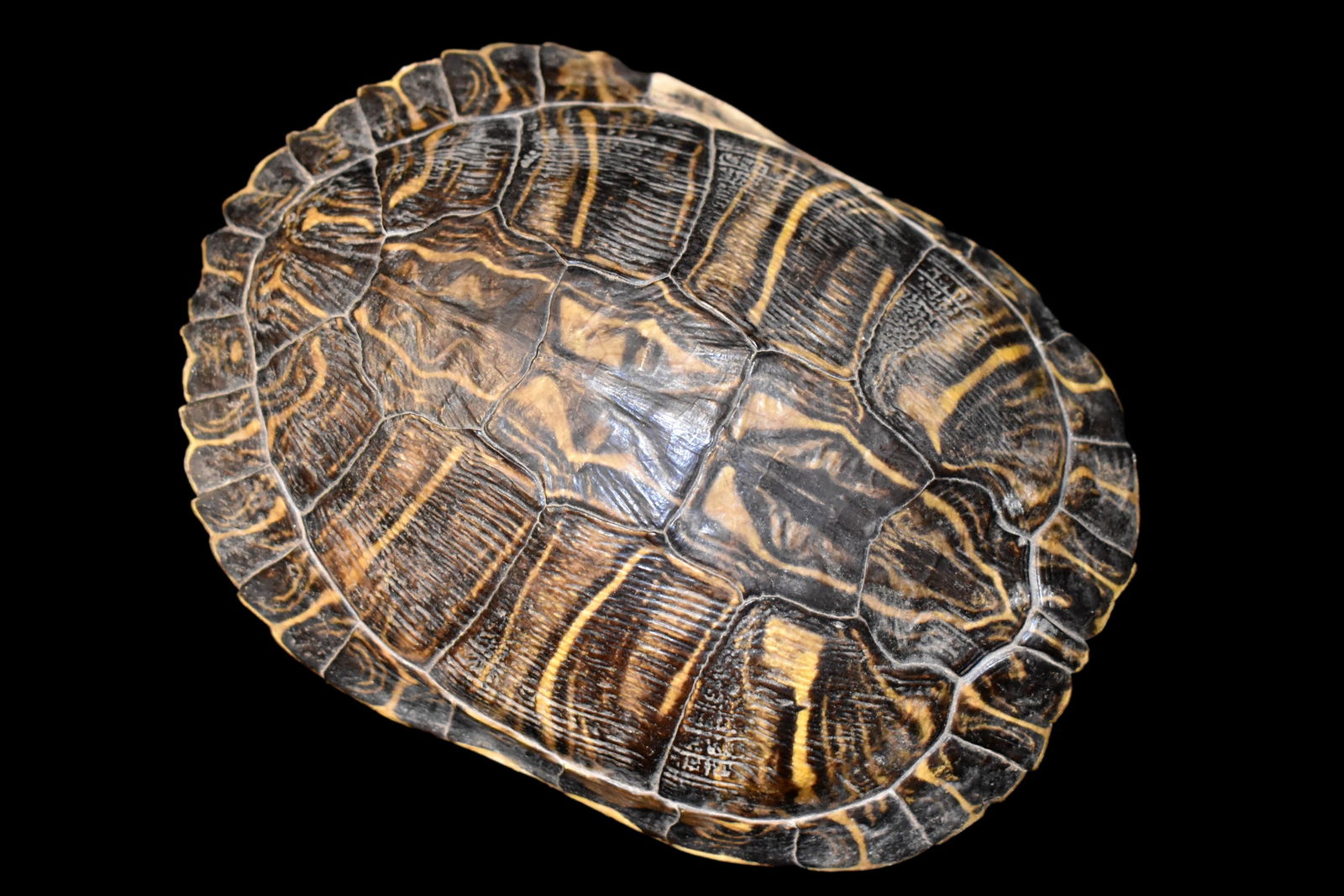 Rare 9 1/2" Red Eared Slider Turtle Shell (1 of 1)