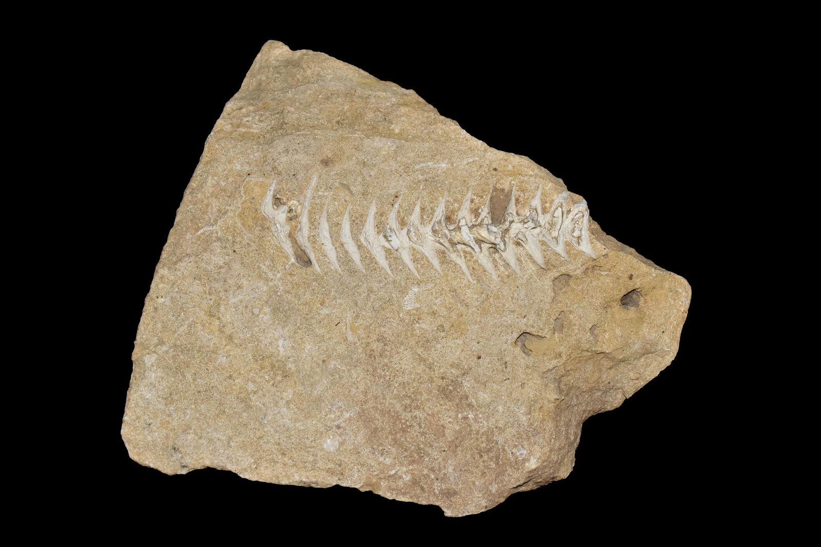 Unique Fossil found in Adams Co., Illinois (1 of 5)