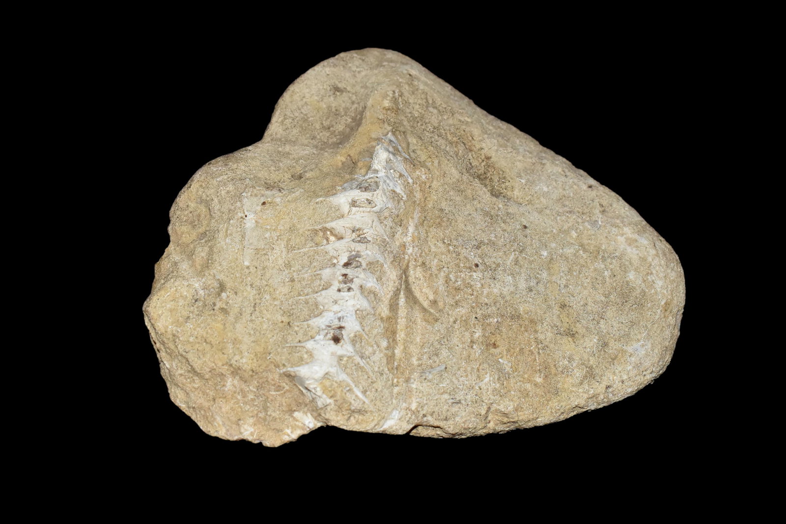 Unique Fossil found in Adams Co., Illinois (1 of 5)