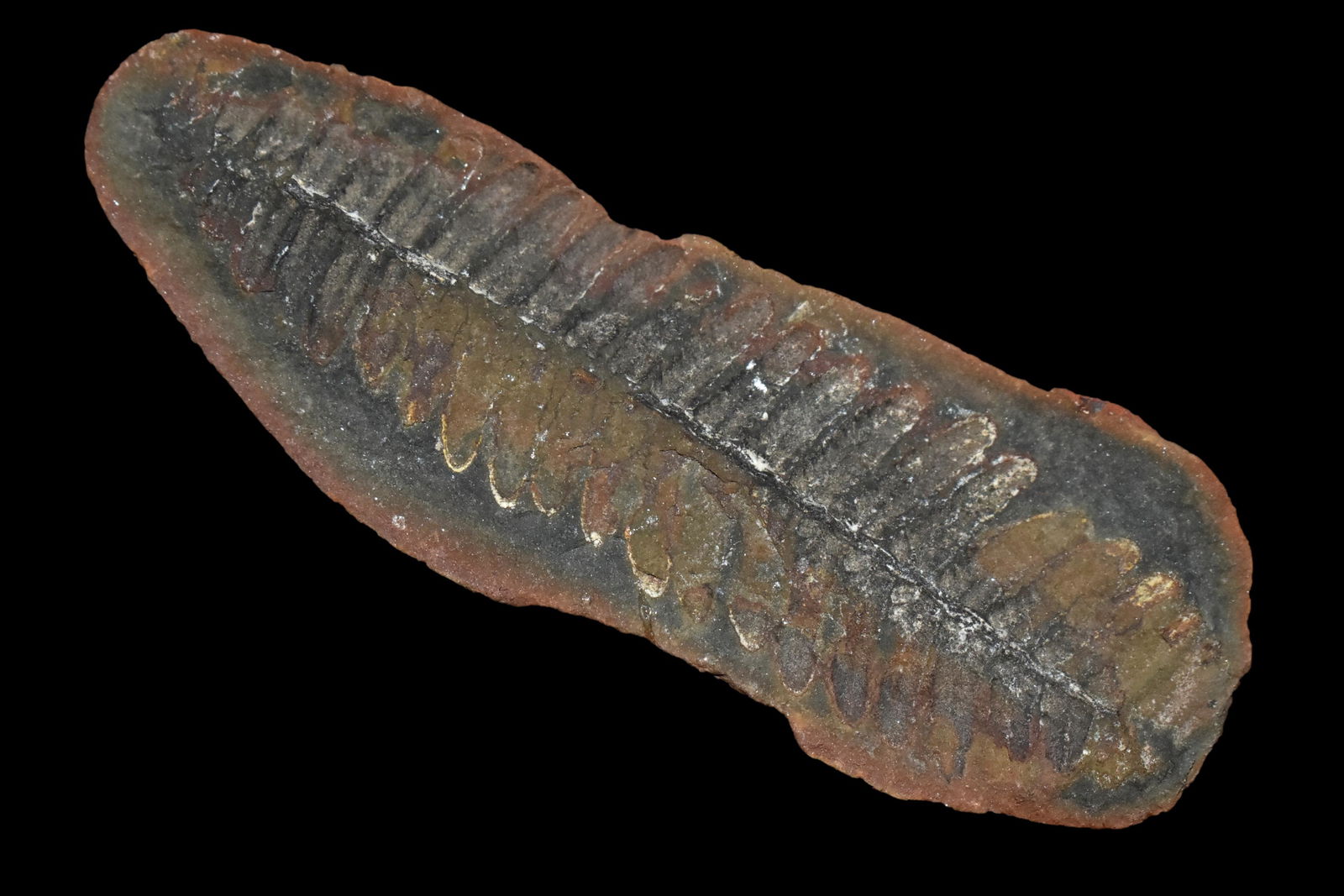 Mazon Creek Fern Fossil 3 3/8": Mazon Creek Fern Fossil 3 3/8"