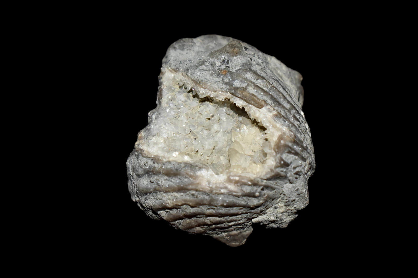 1 1/2" Clam Fossil (1 of 5)