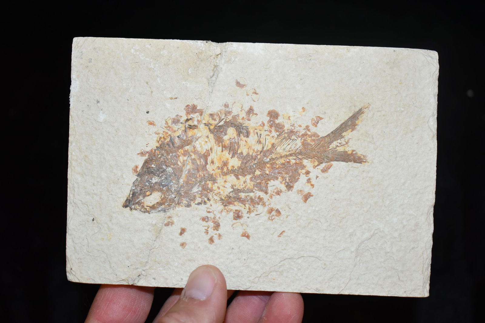 6" Fish Fossil Plate, Green River WY (1 of 3)