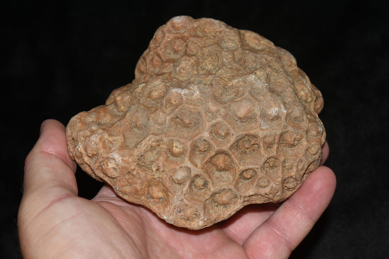 4.5" Coral Fossil, Found in Lewis Co Missouri by Jake V (1 of 5)