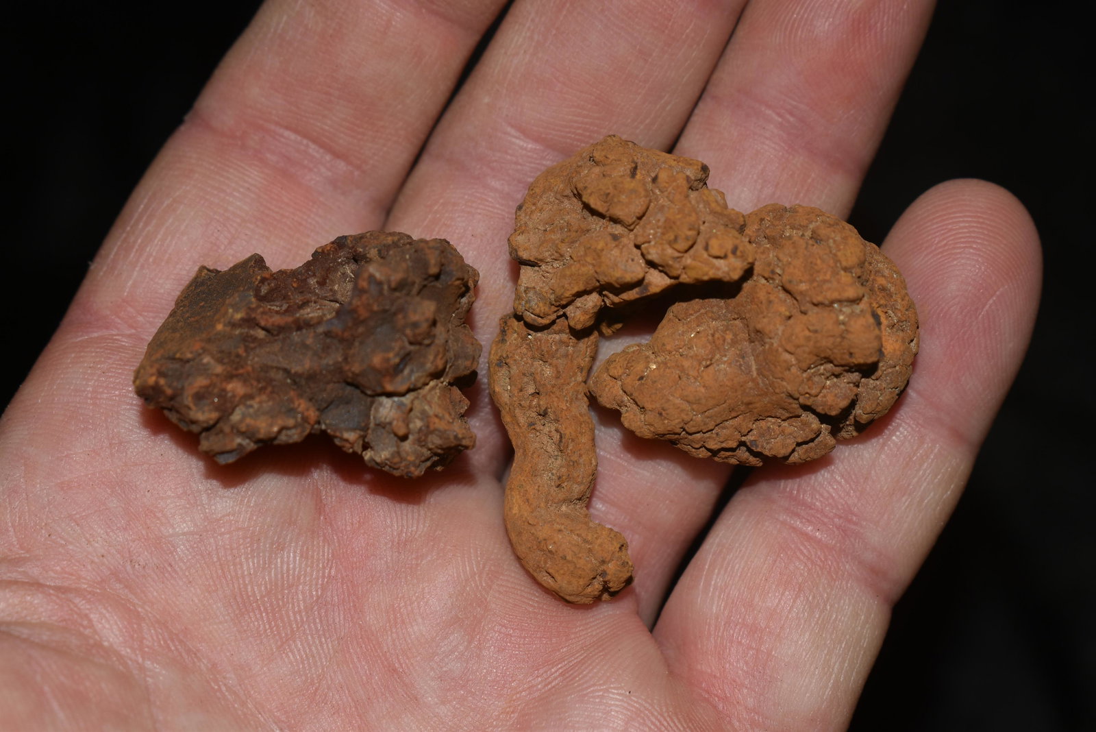 Coprolite Fossilized Dinosaur Poop 100 Million Year Old: Coprolite Fossilized Dinosaur Poop 100 Million Year Old