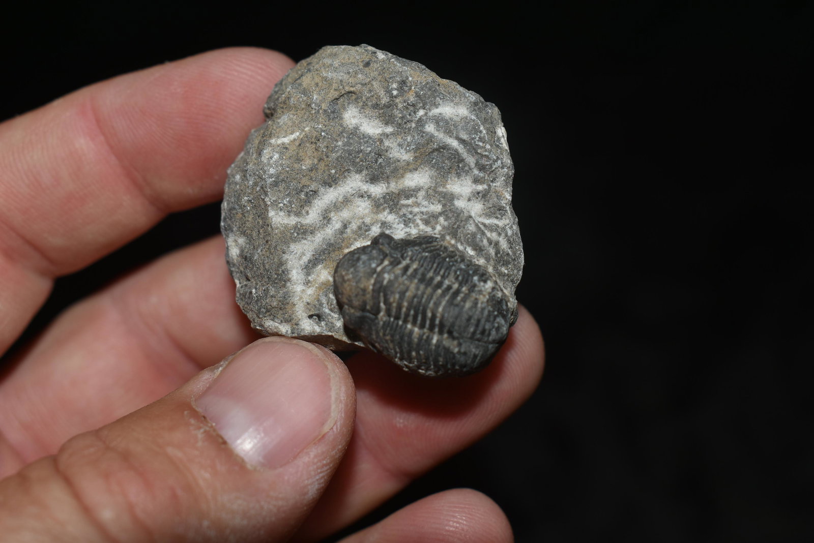 Tribolite Fossil, In Matrix, Moracco: Tribolite Fossil, In Matrix, Moracco