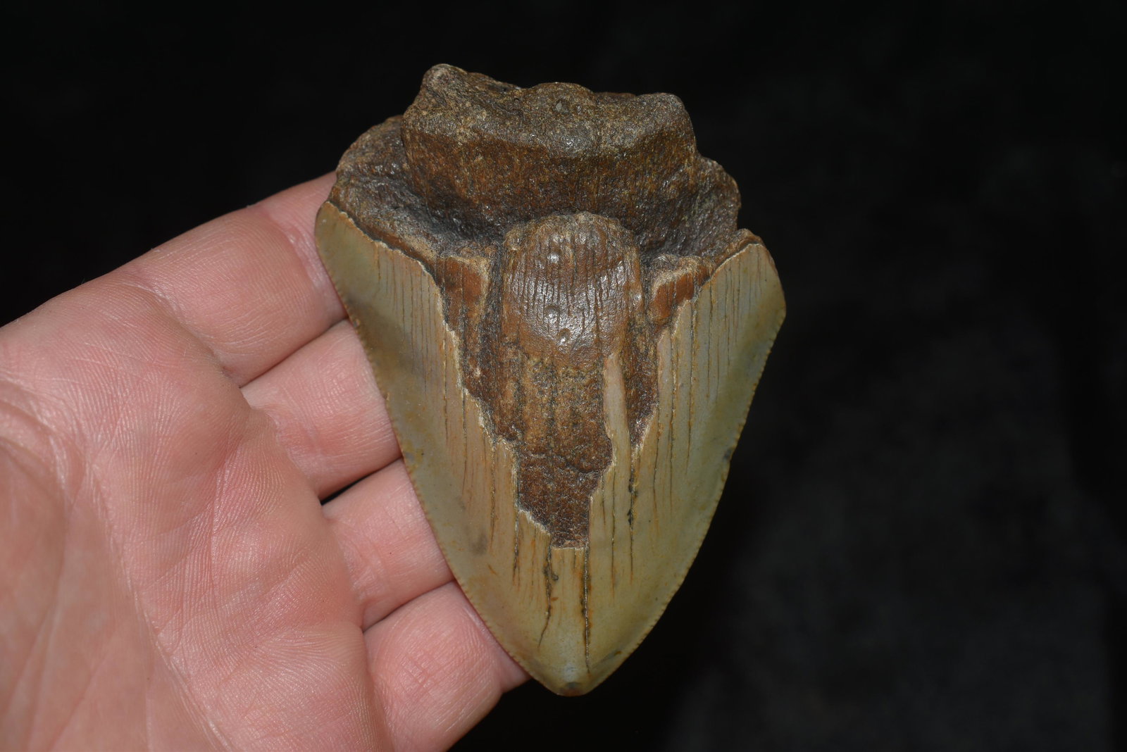 Megalodon Shark Tooth Fossil Over 3 Million YR OLD: Megalodon Shark Tooth Fossil Over 3 Million YR OLD3.75"