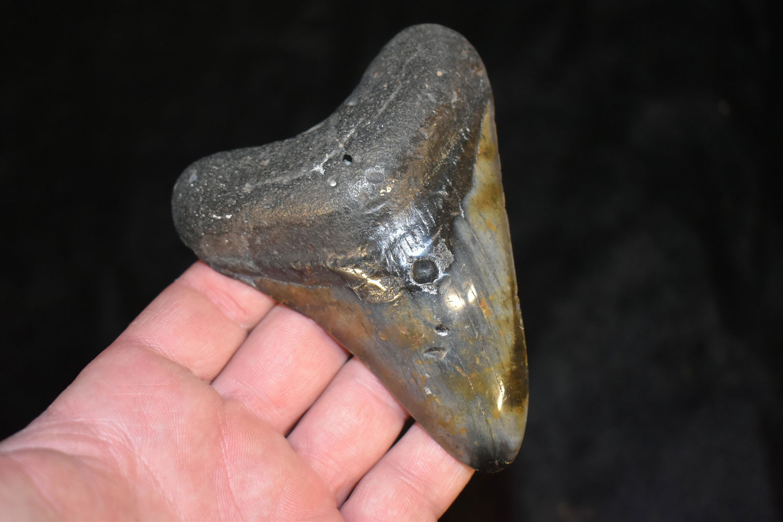 Megalodon Shark Tooth Fossil Over 3 Million YR OLD: Megalodon Shark Tooth Fossil Over 3 Million YR OLD 4.1/8\"
