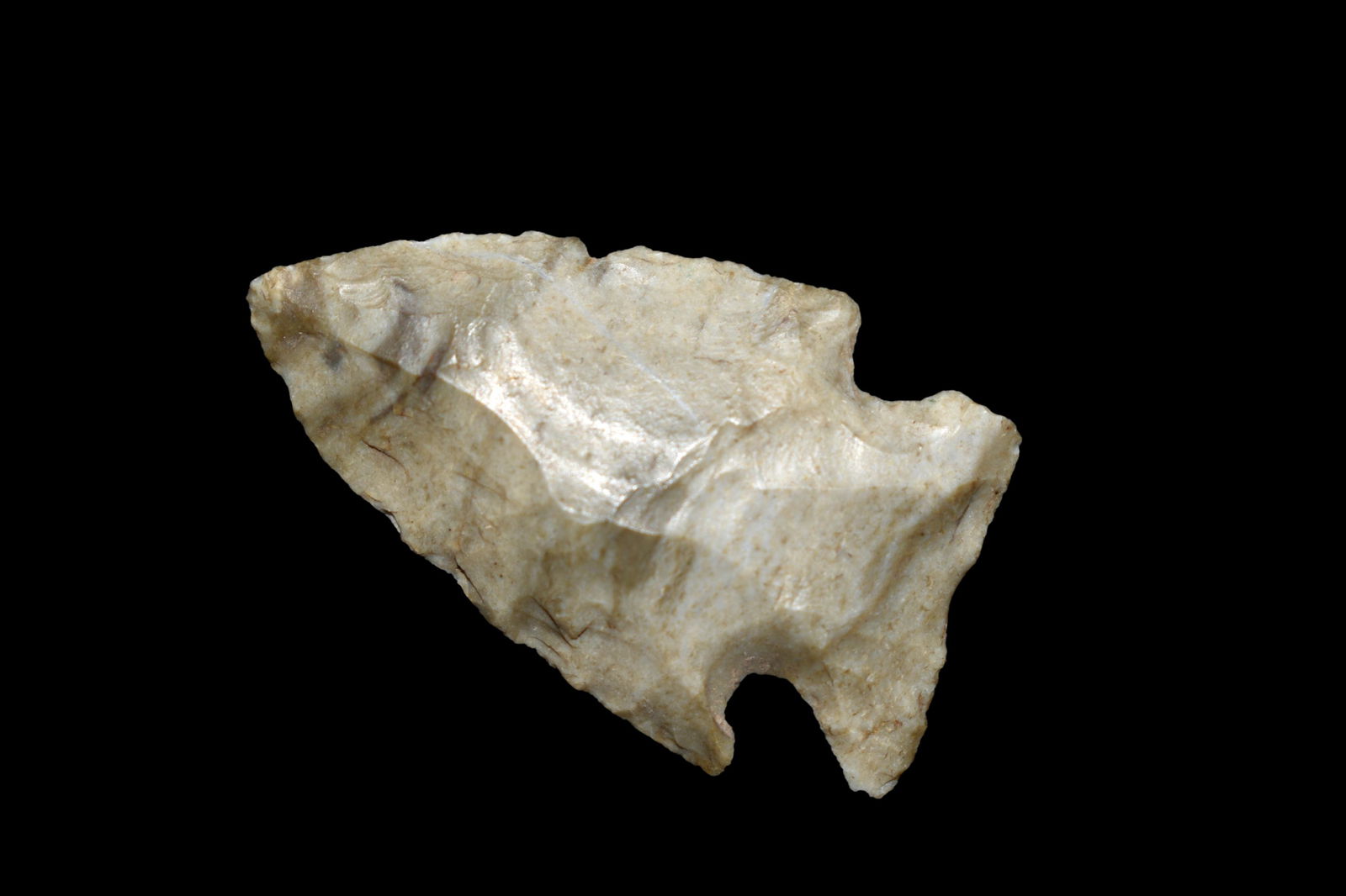 1 1/2" Jacksreef found in Montgomery Co. Indiana (1 of 5)