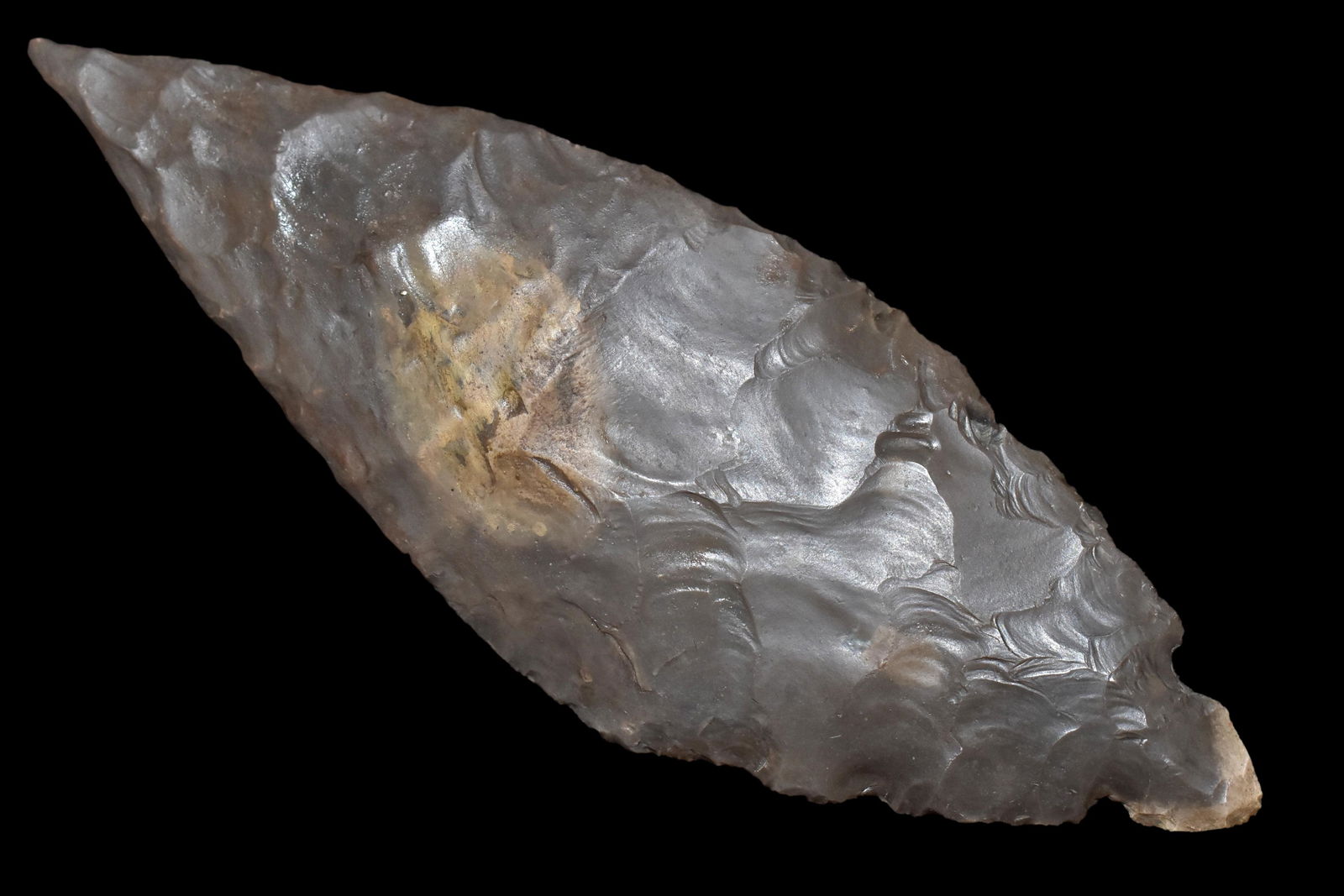 6" Restored Turkey tail found in Indiana (1 of 4)