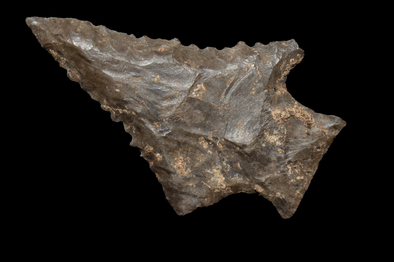 2" SERRATED KIRK STEMMED FOUND IN BENTON COUNTY (1 of 4)