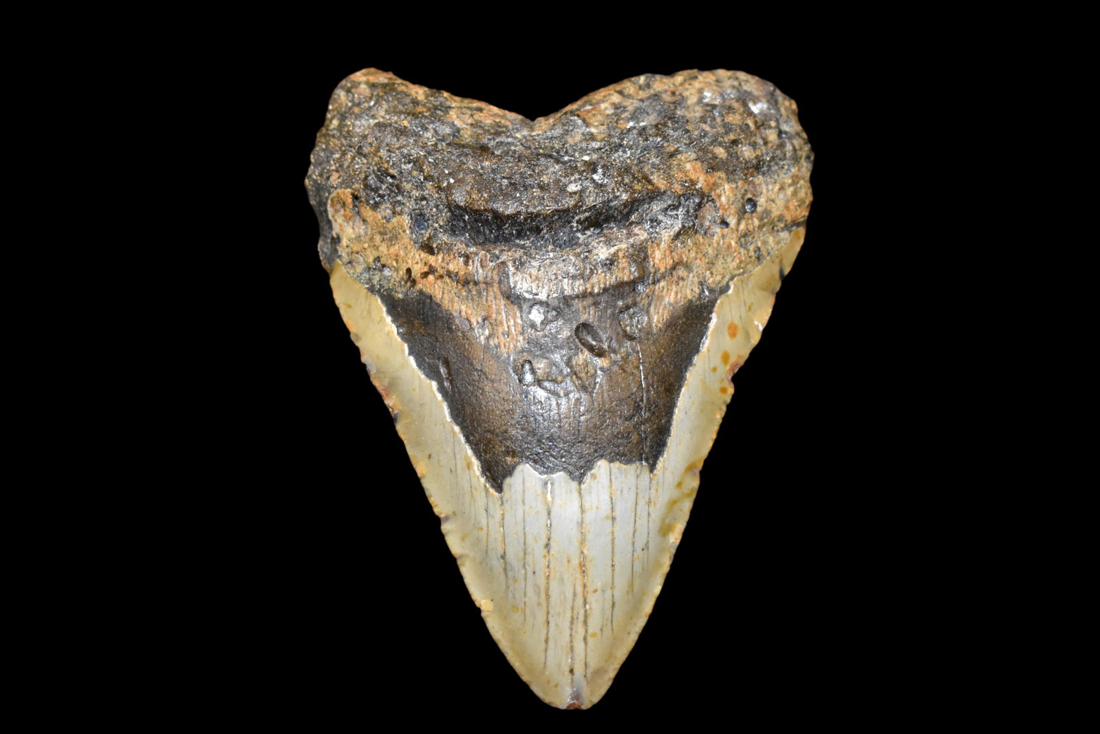 HUGE 5 1/4" LONG MEGALODON SHARK TOOTH FOSSIL FOUND OFF: HUGE 5 1/4" LONG MEGALODON SHARK TOOTH FOSSIL FOUND OFF THE COAST OF CAROLINAS