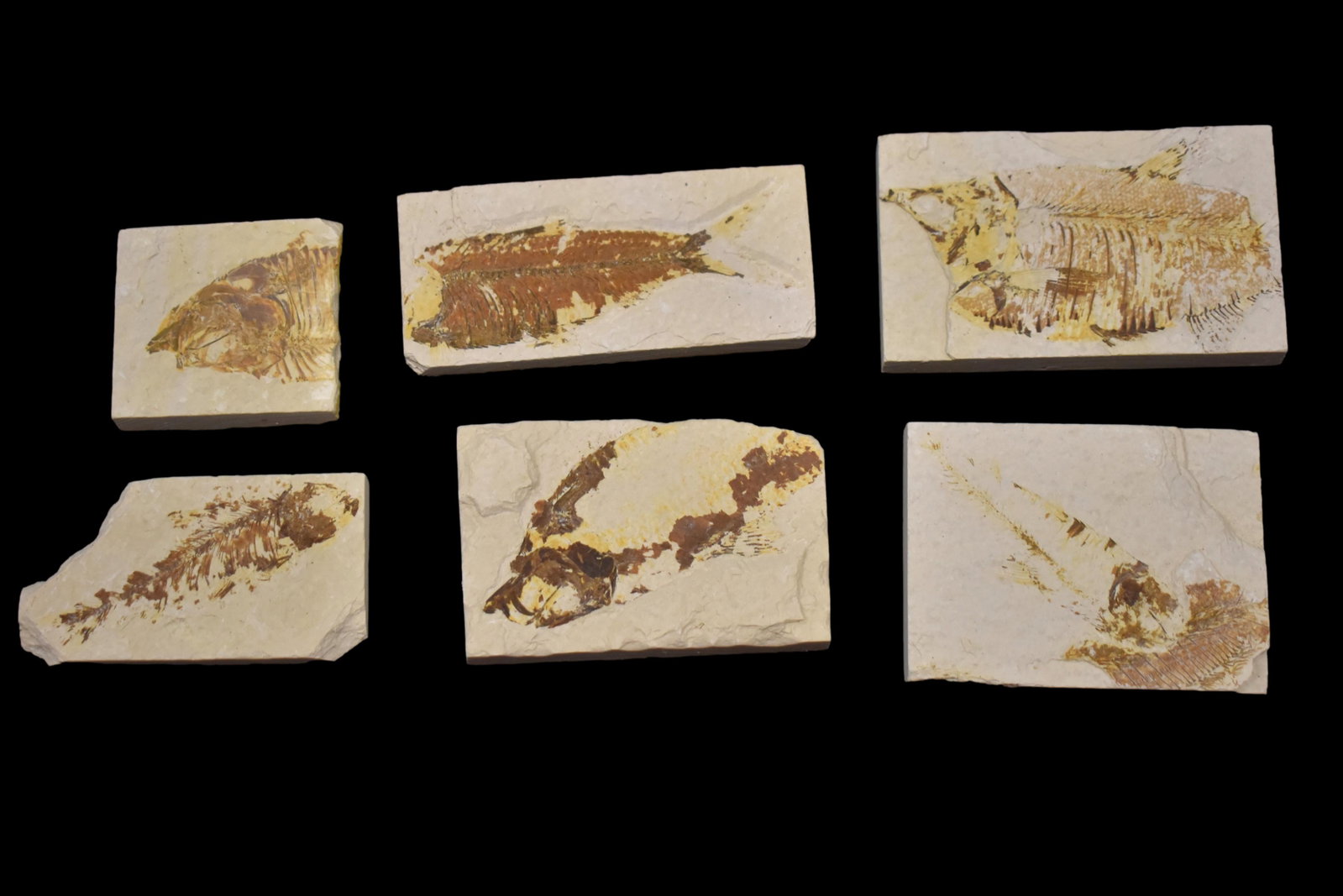 LOT OF 6 FOSSIL FISH FROM THE GREEN RIVER, WYOMING: LOT OF 6 FOSSIL FISH FROM THE GREEN RIVER, WYOMING