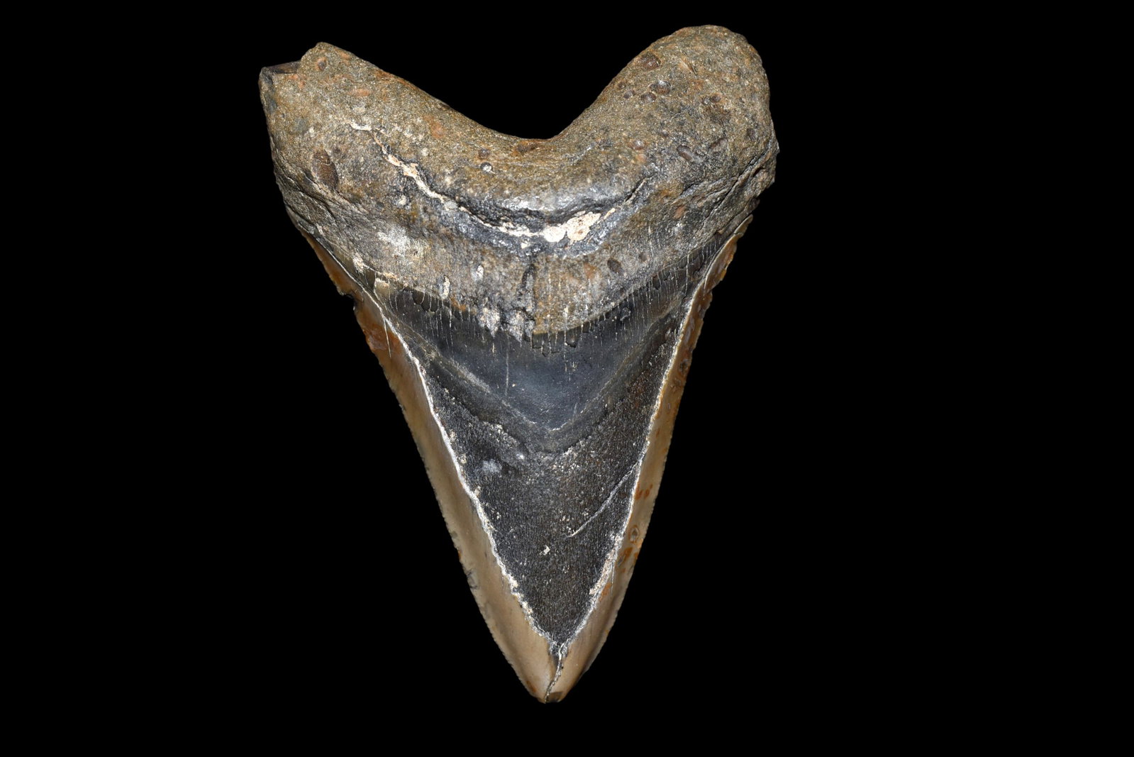 HUGE 5 1/4" LONG MEGALODON SHARK TOOTH FOSSIL FOUND OFF: HUGE 5 1/4" LONG MEGALODON SHARK TOOTH FOSSIL FOUND OFF THE COAST OF CAROLINAS