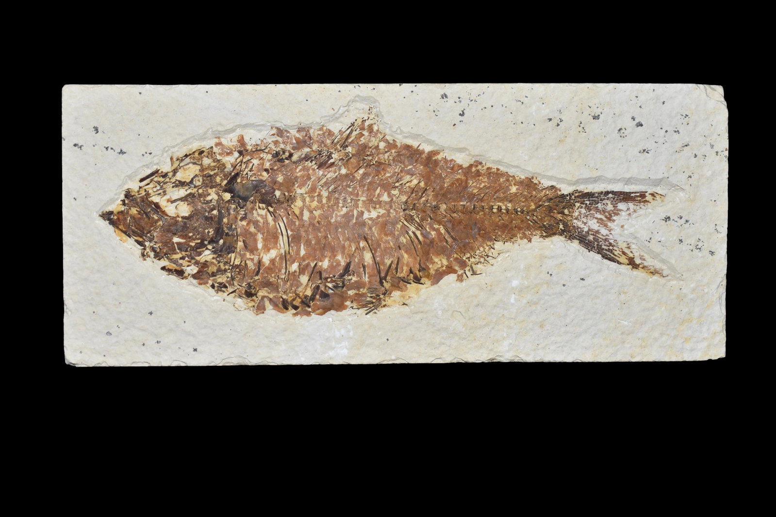 NICE 5 5/8" LONG FOSSIL FISH FROM THE GREEN RIVER,: NICE 5 5/8" LONG FOSSIL FISH FROM THE GREEN RIVER, WYOMING, GREAT DETAIL