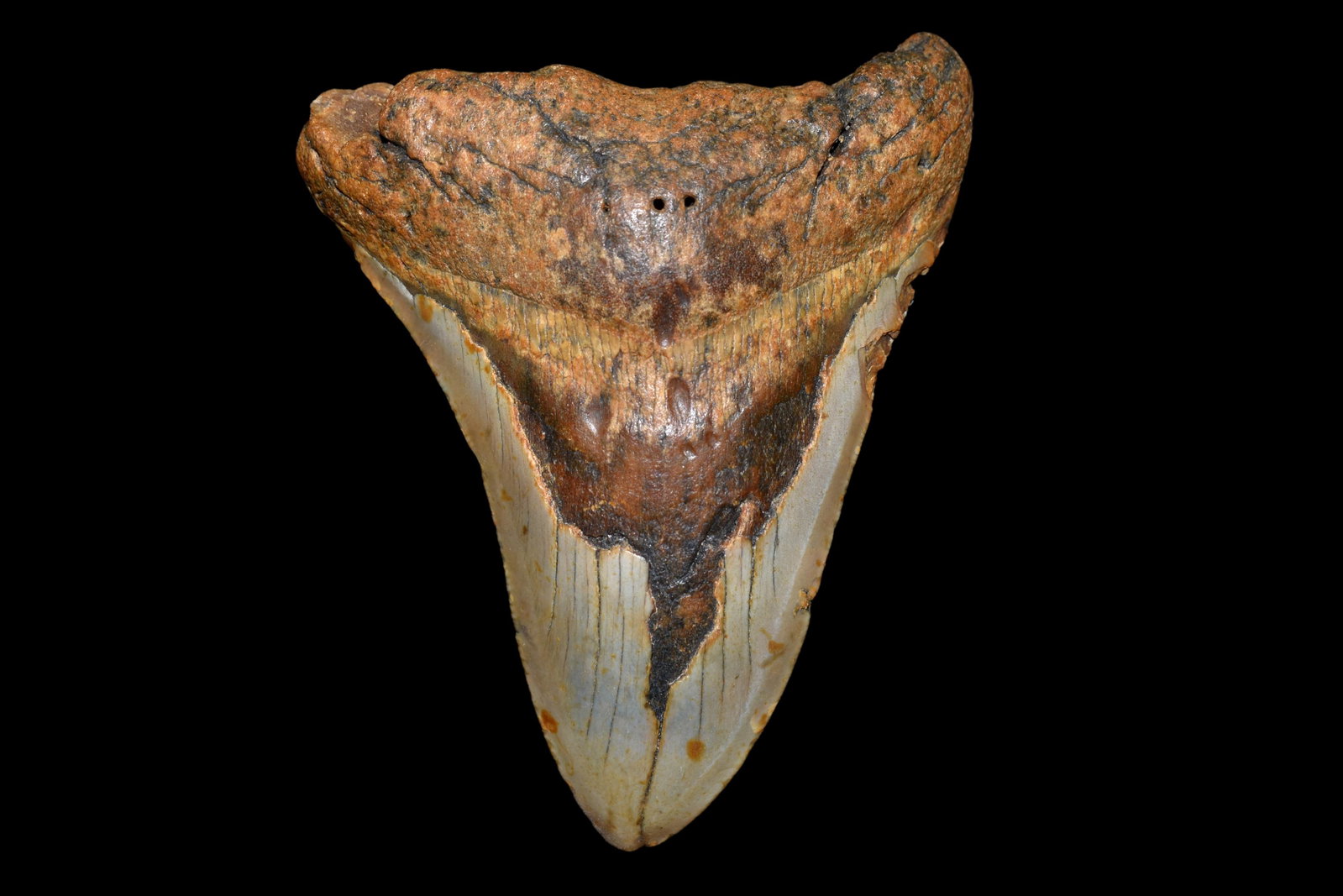 HUGE 5 1/4" LONG MEGALODON SHARK TOOTH FOSSIL FOUND OFF: HUGE 5 1/4" LONG MEGALODON SHARK TOOTH FOSSIL FOUND OFF THE COAST OF CAROLINAS