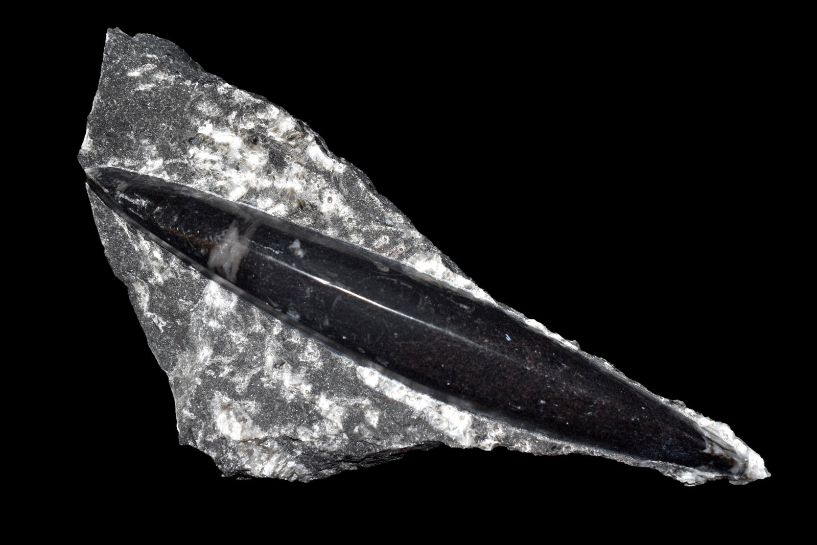 6 3/4" LONG ORTHOCERAS FOSSIL FORMATION, NICE LARGE: 6 3/4" LONG ORTHOCERAS FOSSIL FORMATION, NICE LARGE PIECE THAT DISPLAYS GREAT