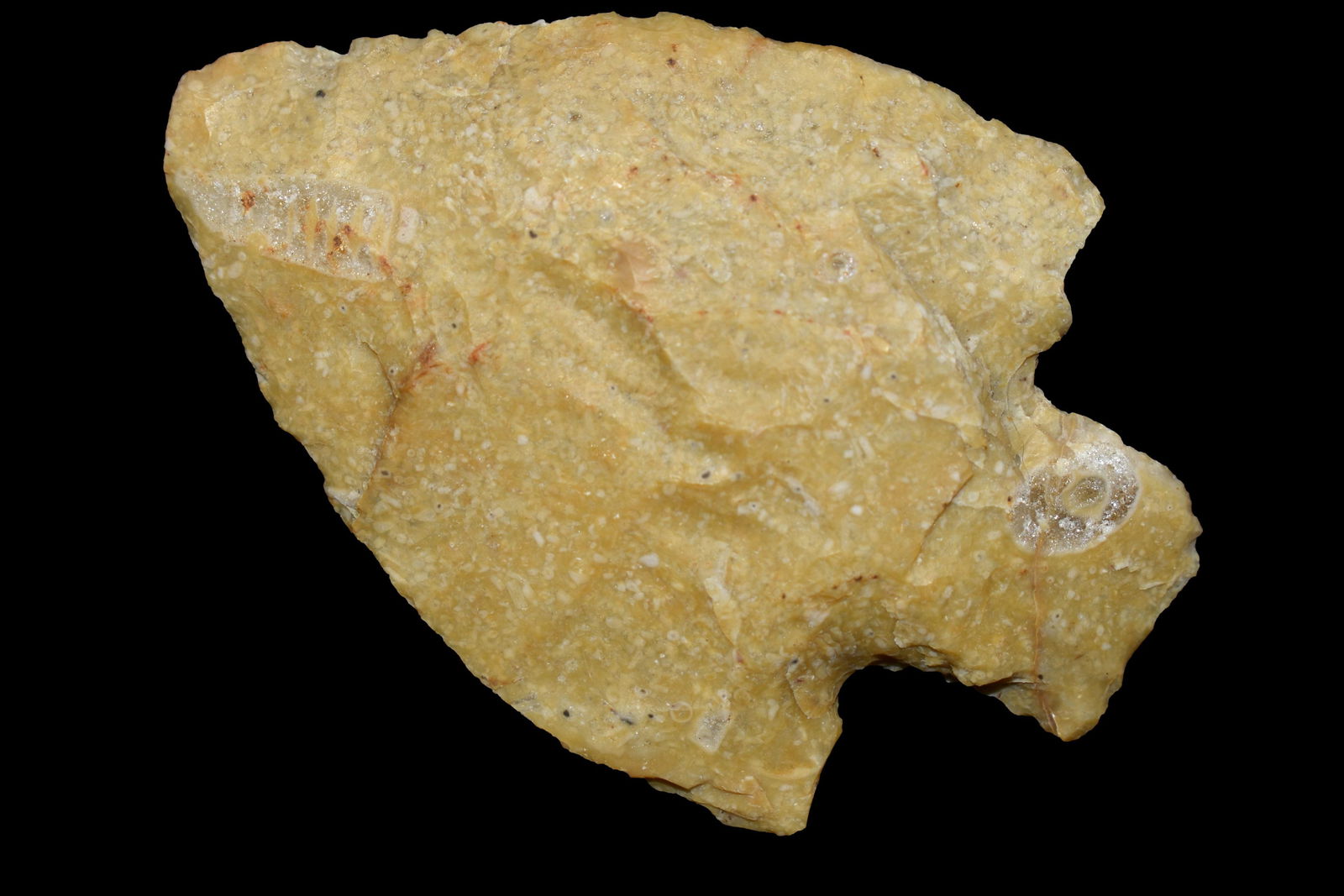 2 3/4" Burkett, from Northeast Arkansas, Authentic (1 of 4)