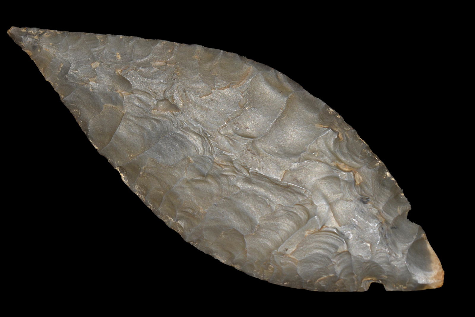 Incredible 5 1/2" Turkey Tail found in Kentucky (1 of 8)