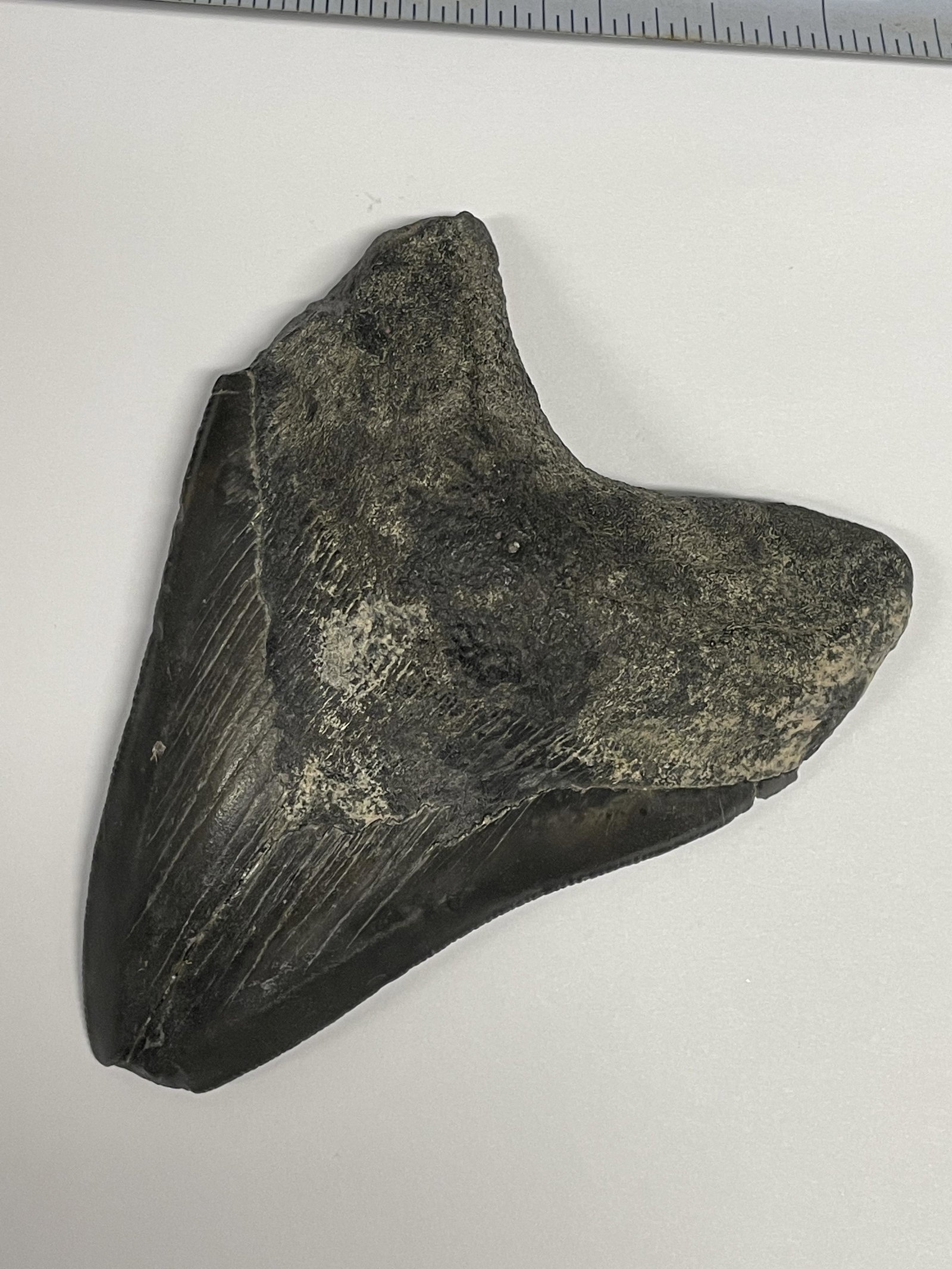 MEGALODON SHARK TOOTH FOSSIL FOUND OFF THE COAST OF CAR: MEGALODON SHARK TOOTH FOSSIL FOUND OFF THE COAST OF CAROLINAS