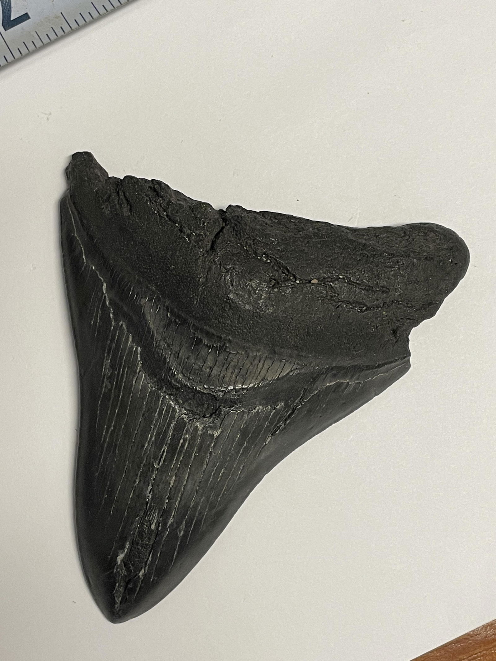 MEGALODON SHARK TOOTH FOSSIL FOUND OFF THE COAST OF CAR: MEGALODON SHARK TOOTH FOSSIL FOUND OFF THE COAST OF CAROLINAS