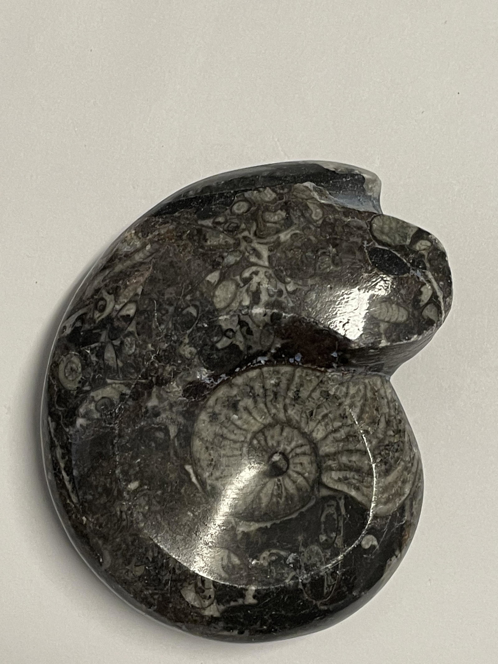 Ammonite fossil: Ammonite fossil