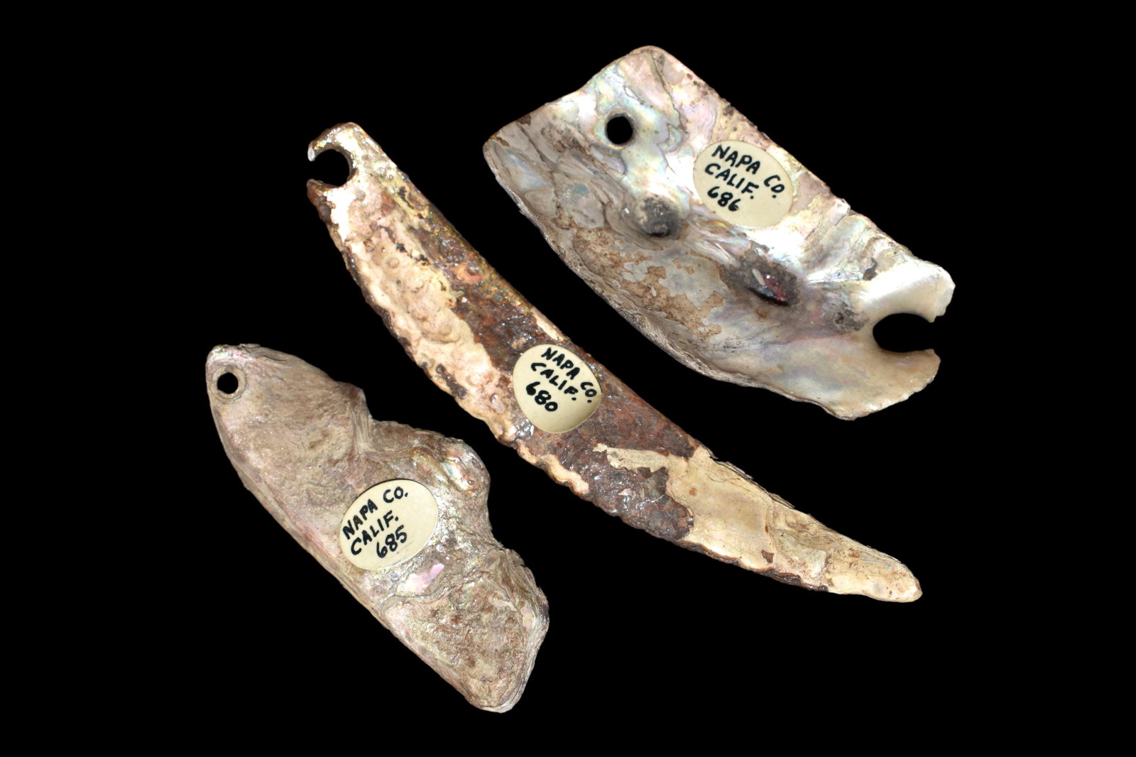 3 Shell Gorgets From Napa Co California Ex Darwin: 3 Shell Gorgets From Napa Co California Ex Darwin DeCamp. Largest is 3 3/8"
