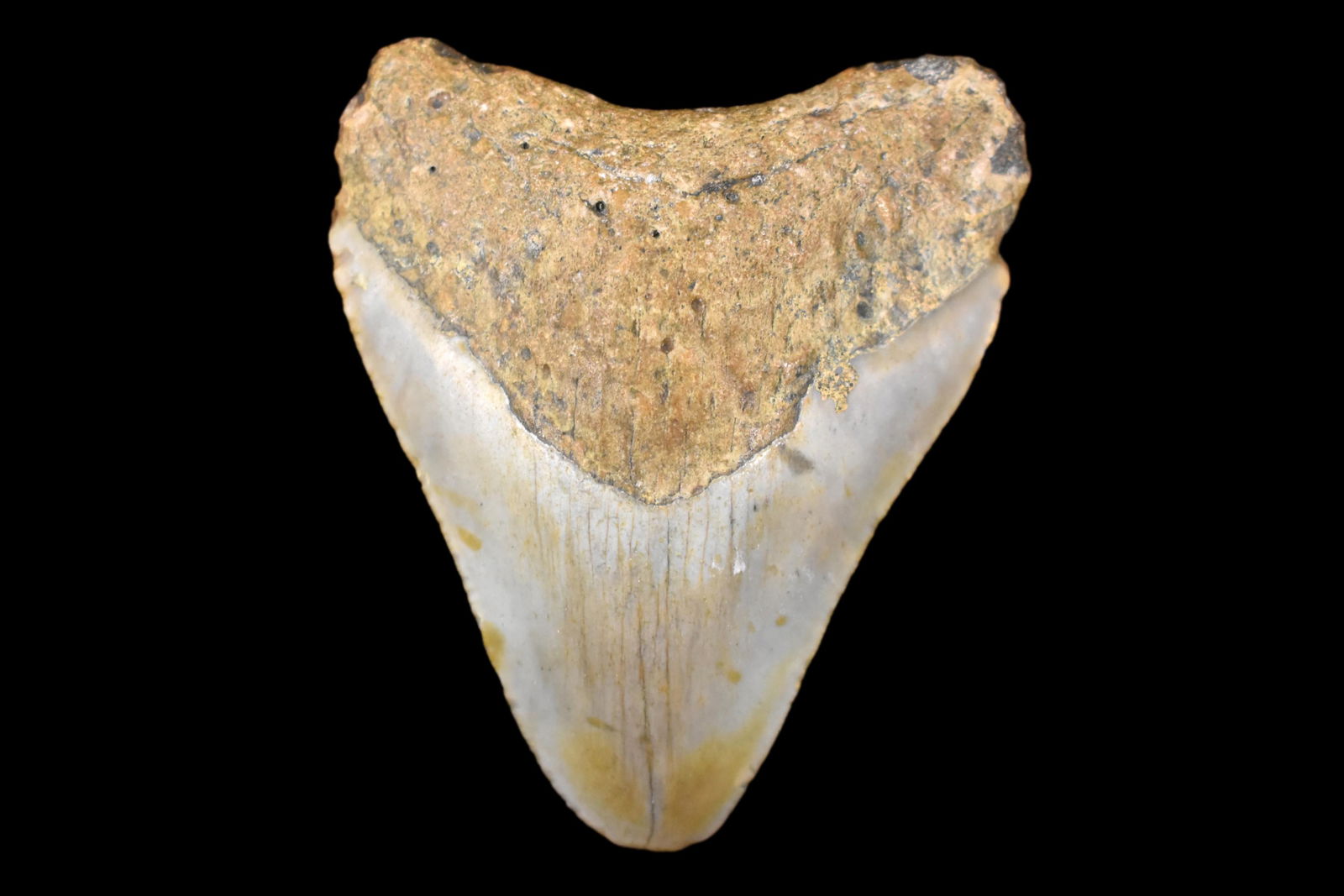 3 3/8" Megladon Sharks Tooth: 3 3/8" Megladon Sharks Tooth