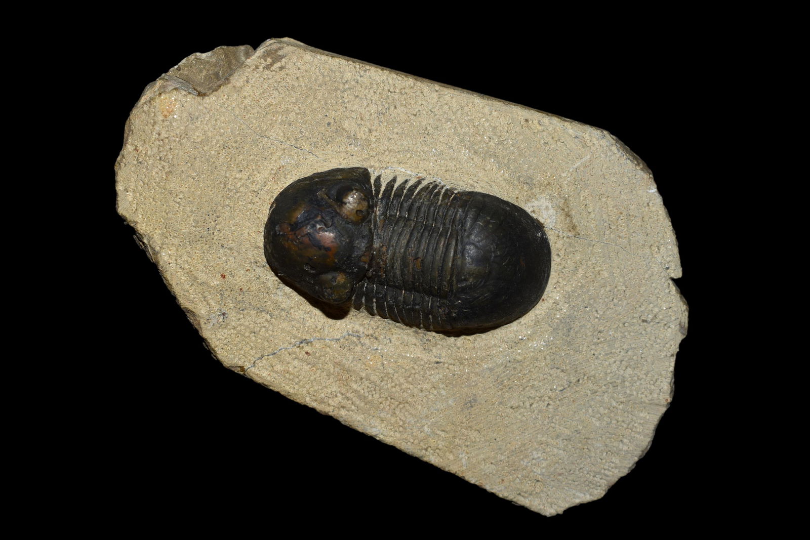 2" Trilobite Fossil (1 of 6)