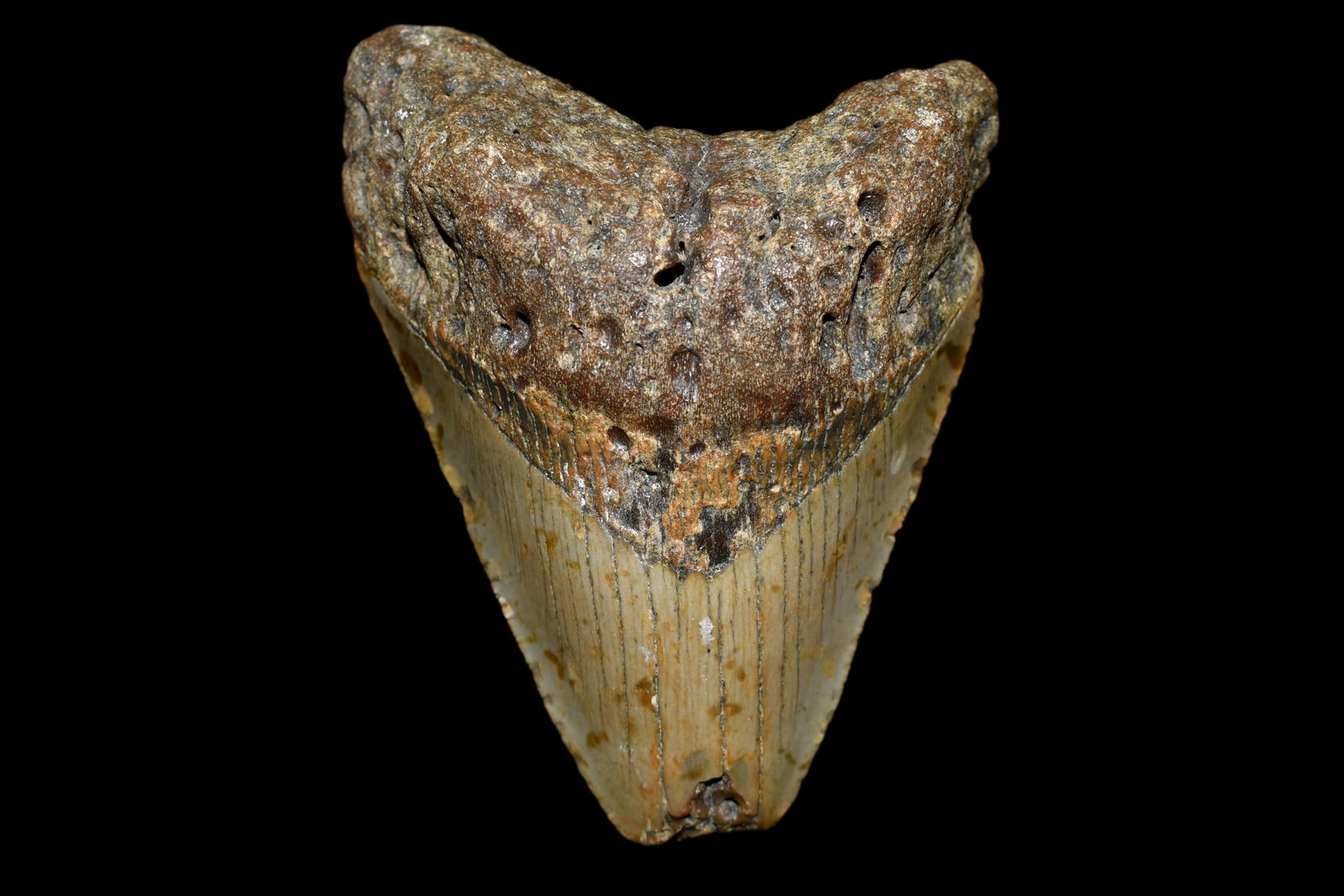 3 7/8" Megladon Shark Tooth: 3 7/8" Megladon Shark Tooth