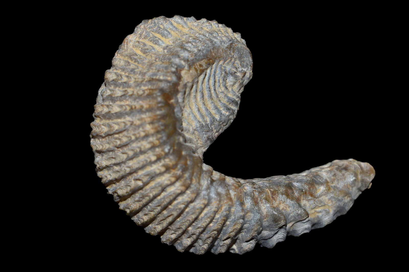 2 3/8" Trilobite Fossil: 2 3/8" Trilobite Fossil