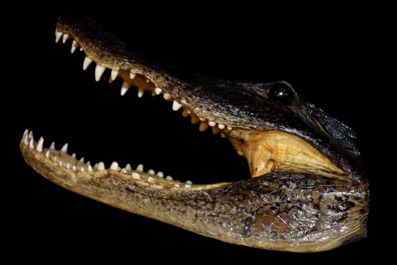 11" Freeze Dried Alligator Head Mount/Decoration (1 of 7)