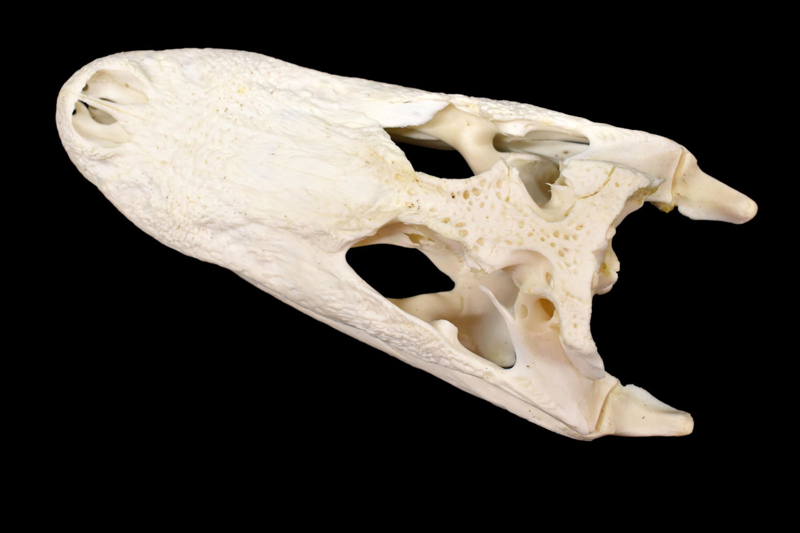 10 1/4" Alligator Skull (1 of 6)