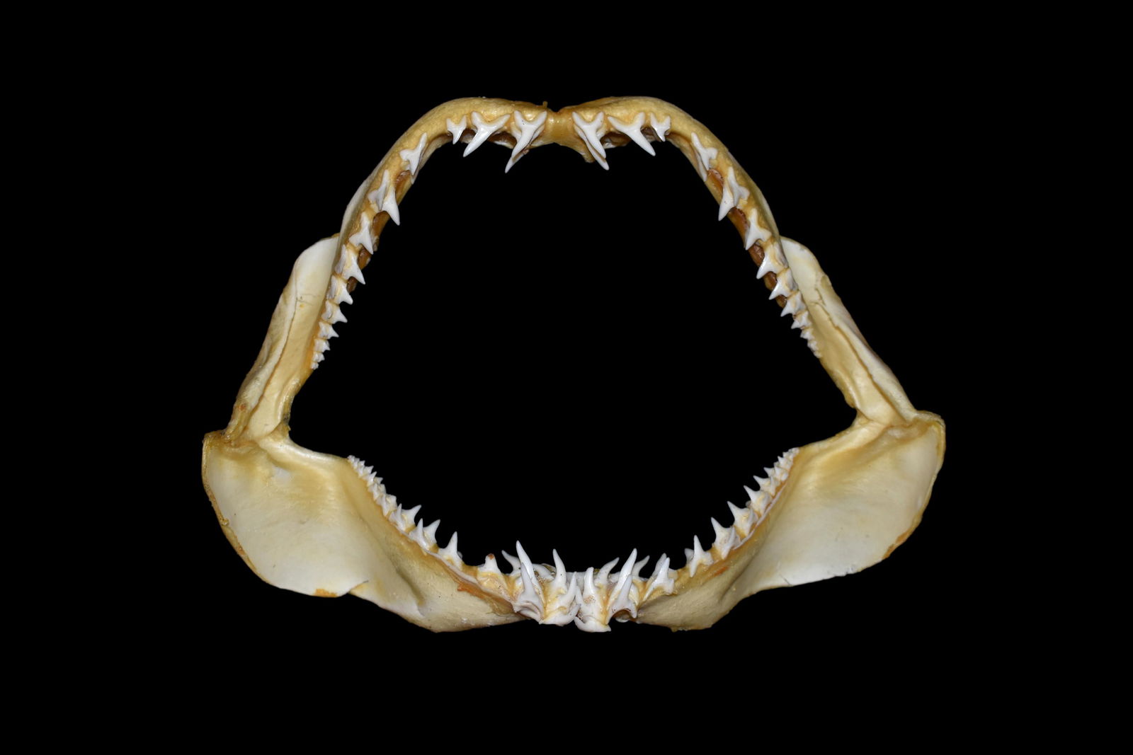 8 1/2" Mako Shark Jaws (1 of 5)