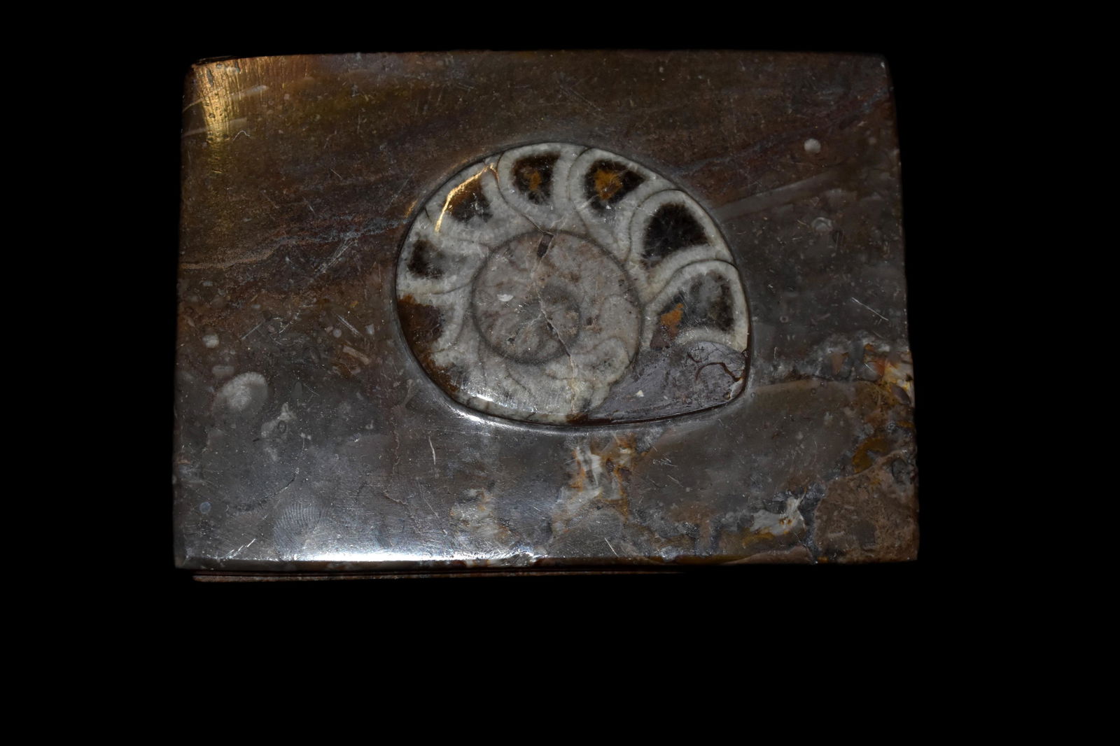 3 3/8" x 4 5/8" Amonite fossil jewlery box: 3 3/8" x 4 5/8" Amonite fossil jewlery box