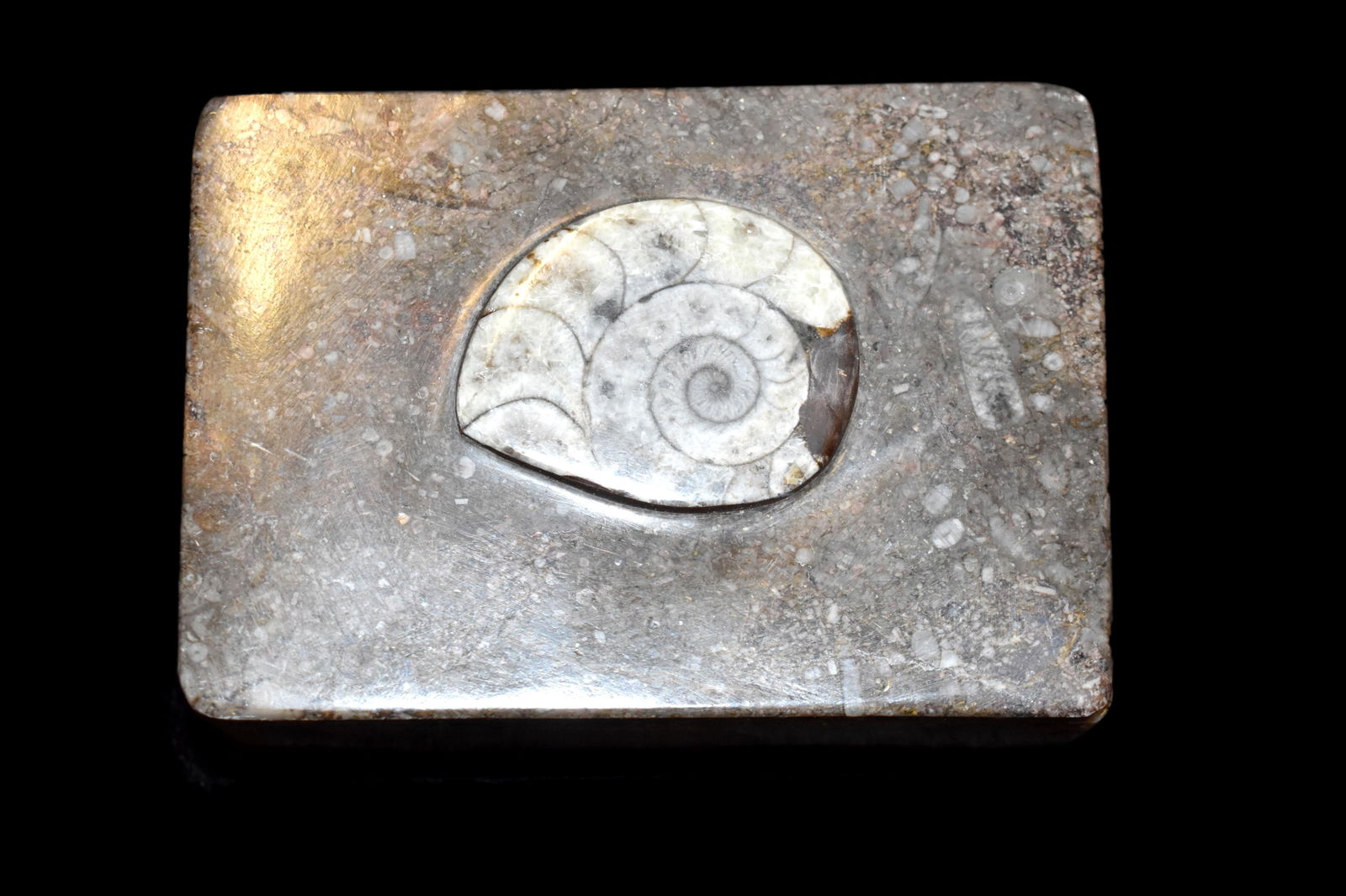 3 3/8" x 3 3/4" Ammonite fossil jewelry box (1 of 4)
