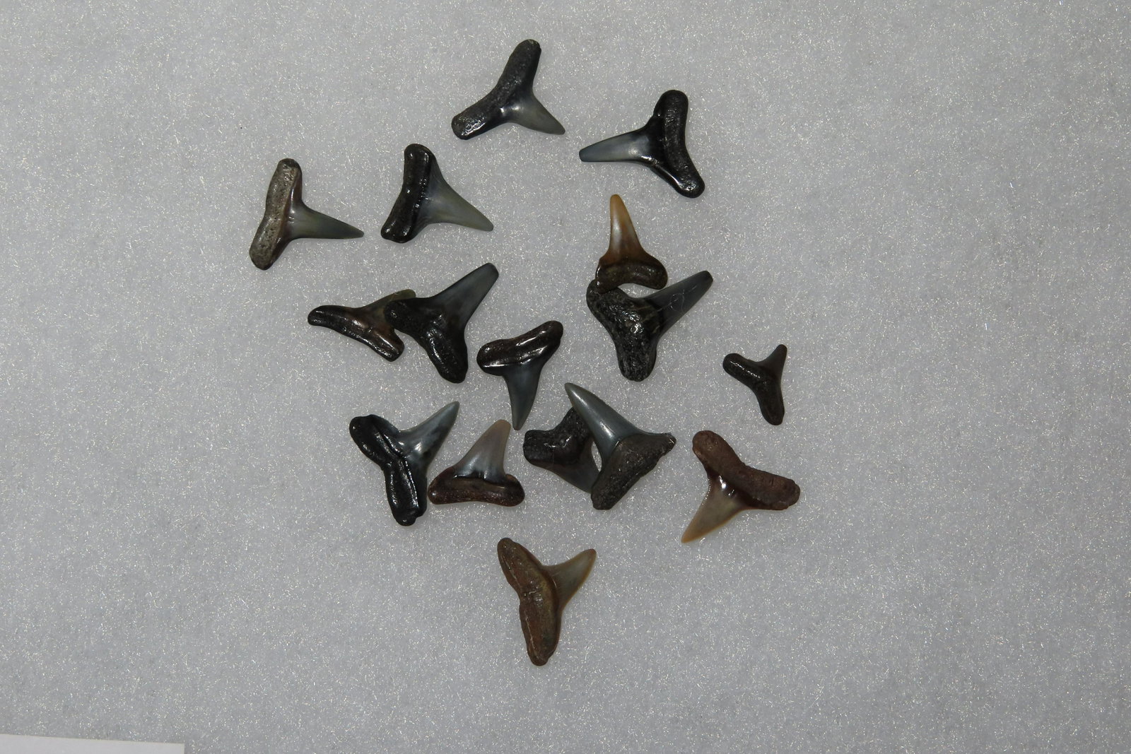 Grouping of Negaprion Lemon Shark Teeth: Grouping of Negaprion Lemon Shark Teeth