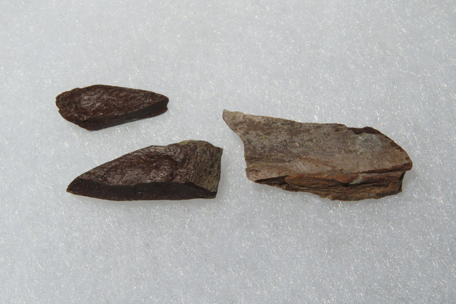 3 pcs. of Fossilized Tyranasaurus Rex Dinosaur Bone,: 3 pcs. of Fossilized Tyranasaurus Rex Dinosaur Bone, Hell Creek Formation, SD