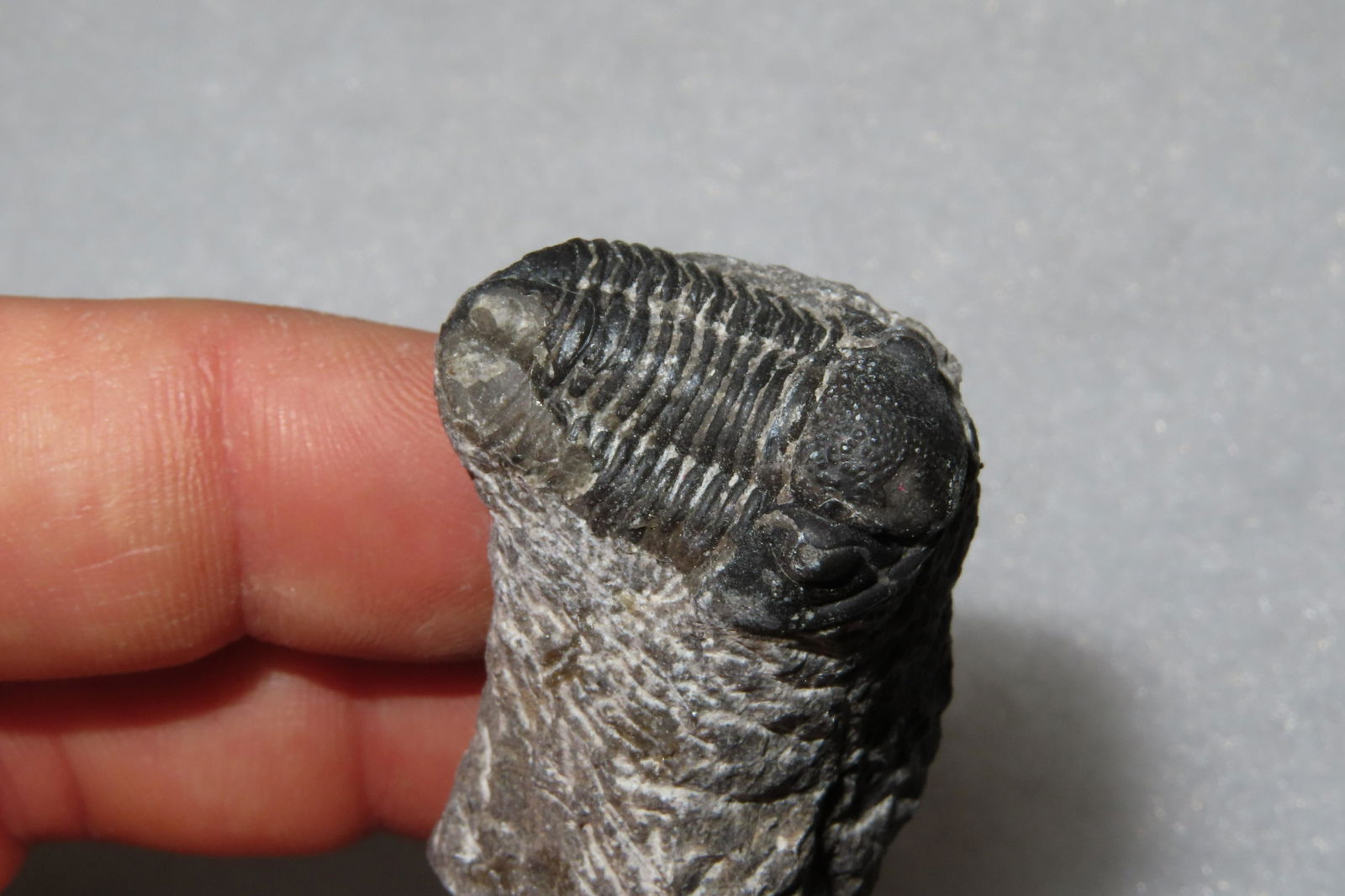 Miniature Trilobite Fossil in Matrix: Miniature Trilobite Fossil in Matrix