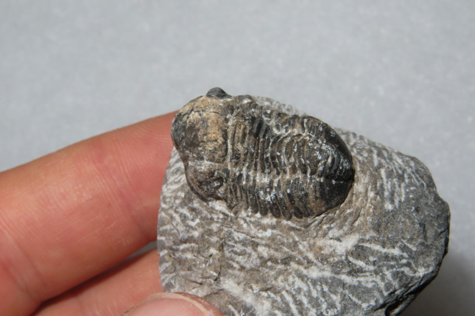 Miniature Trilobite Fossil in Matrix: Miniature Trilobite Fossil in Matrix