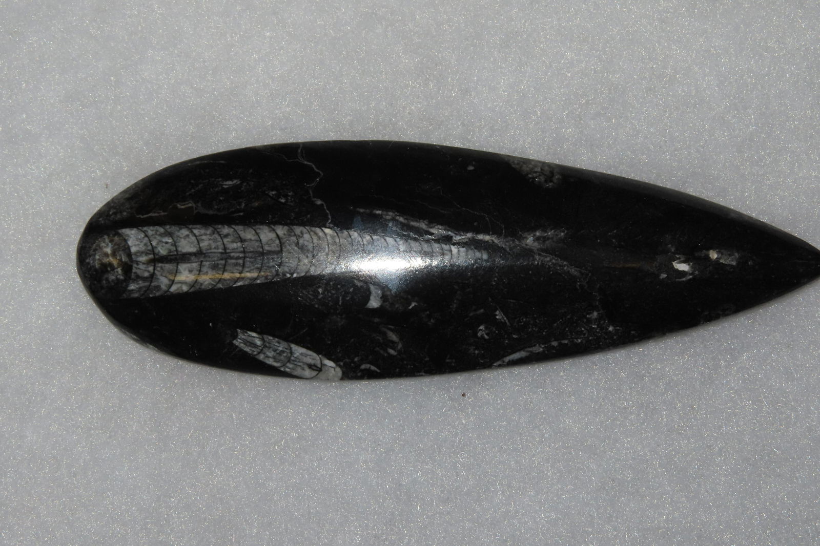 6 1/4" Straight Back Ammonite Fossil (1 of 5)