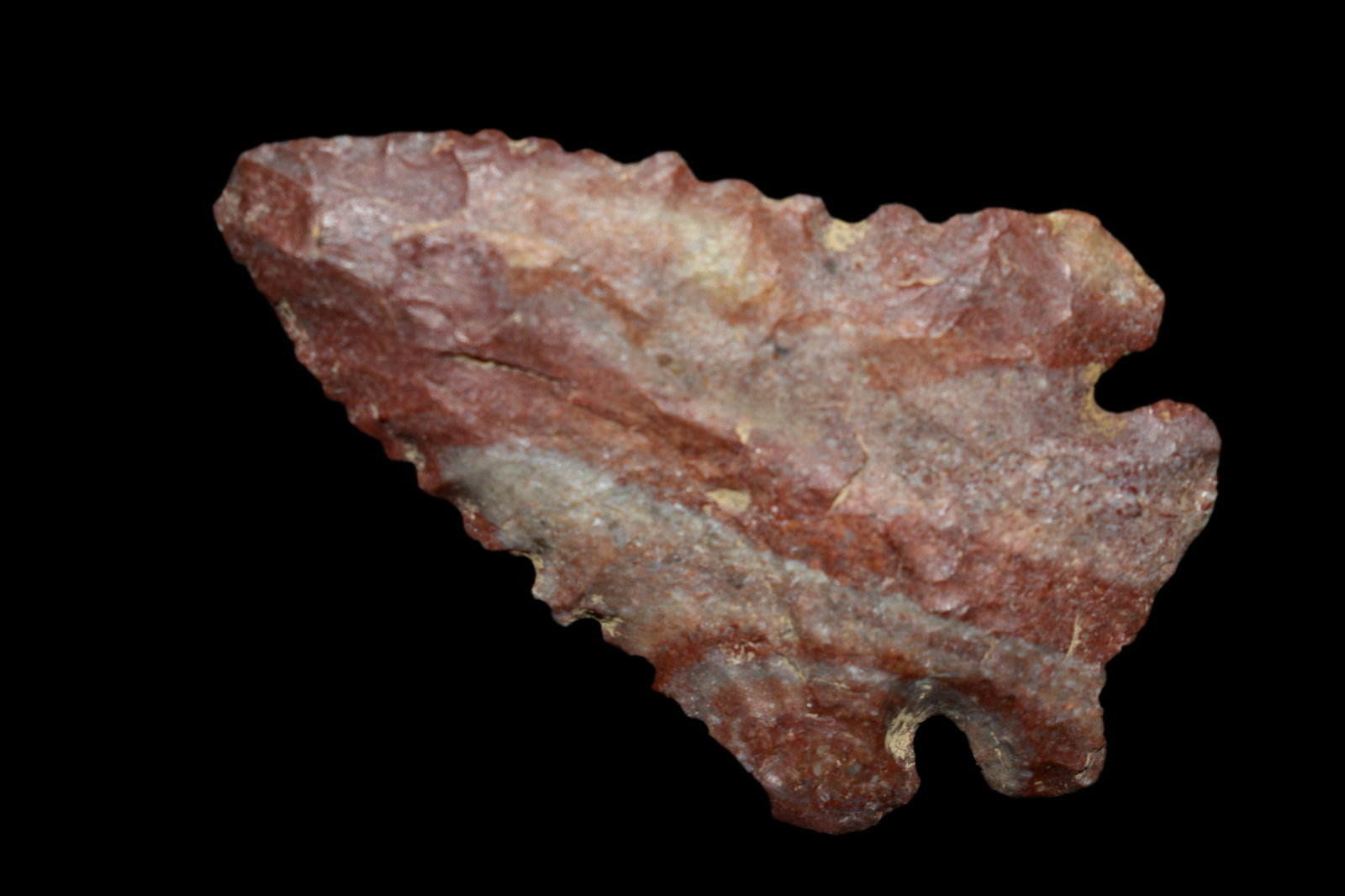 2 1/2" Pine Tree, Central Kentucky, amazing colors, (1 of 6)