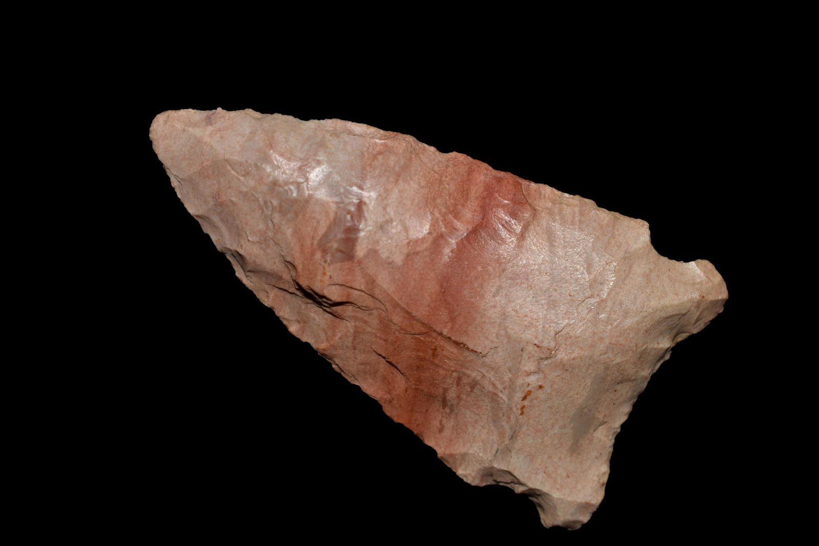 2" Amazingly colorful Greenbriar, Central Kentucky, (1 of 5)