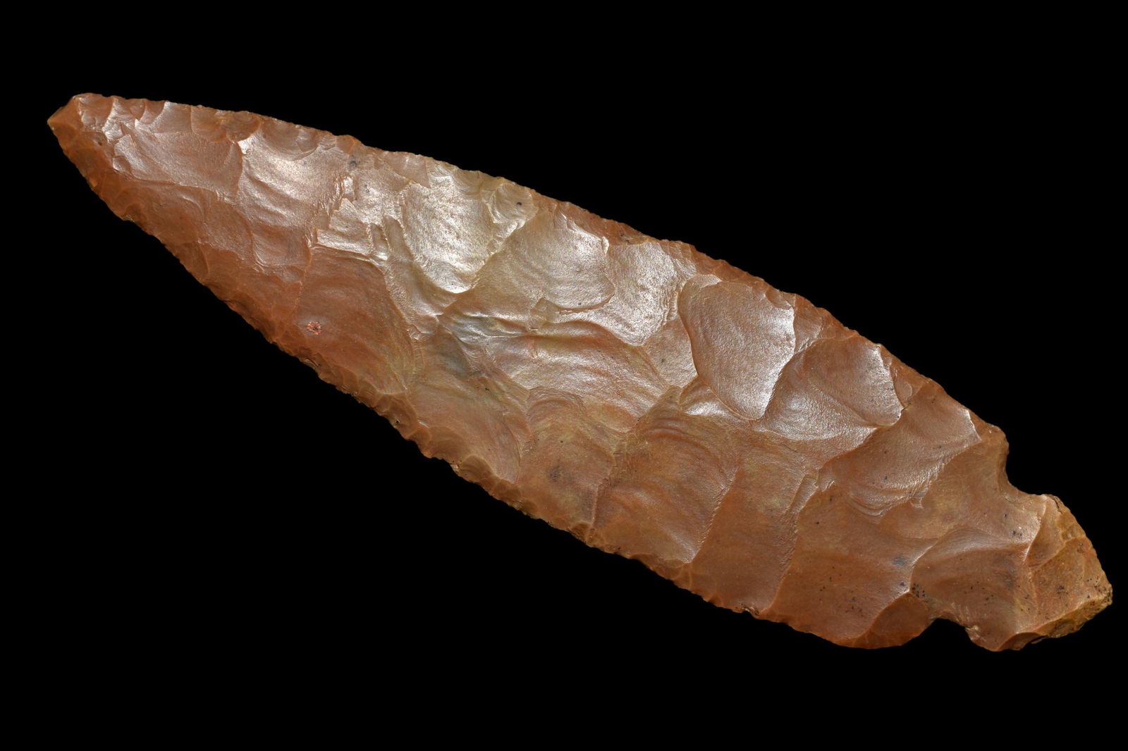 6" Turkey Tail, Motley & Rogers COA, Alexander Co (1 of 10)