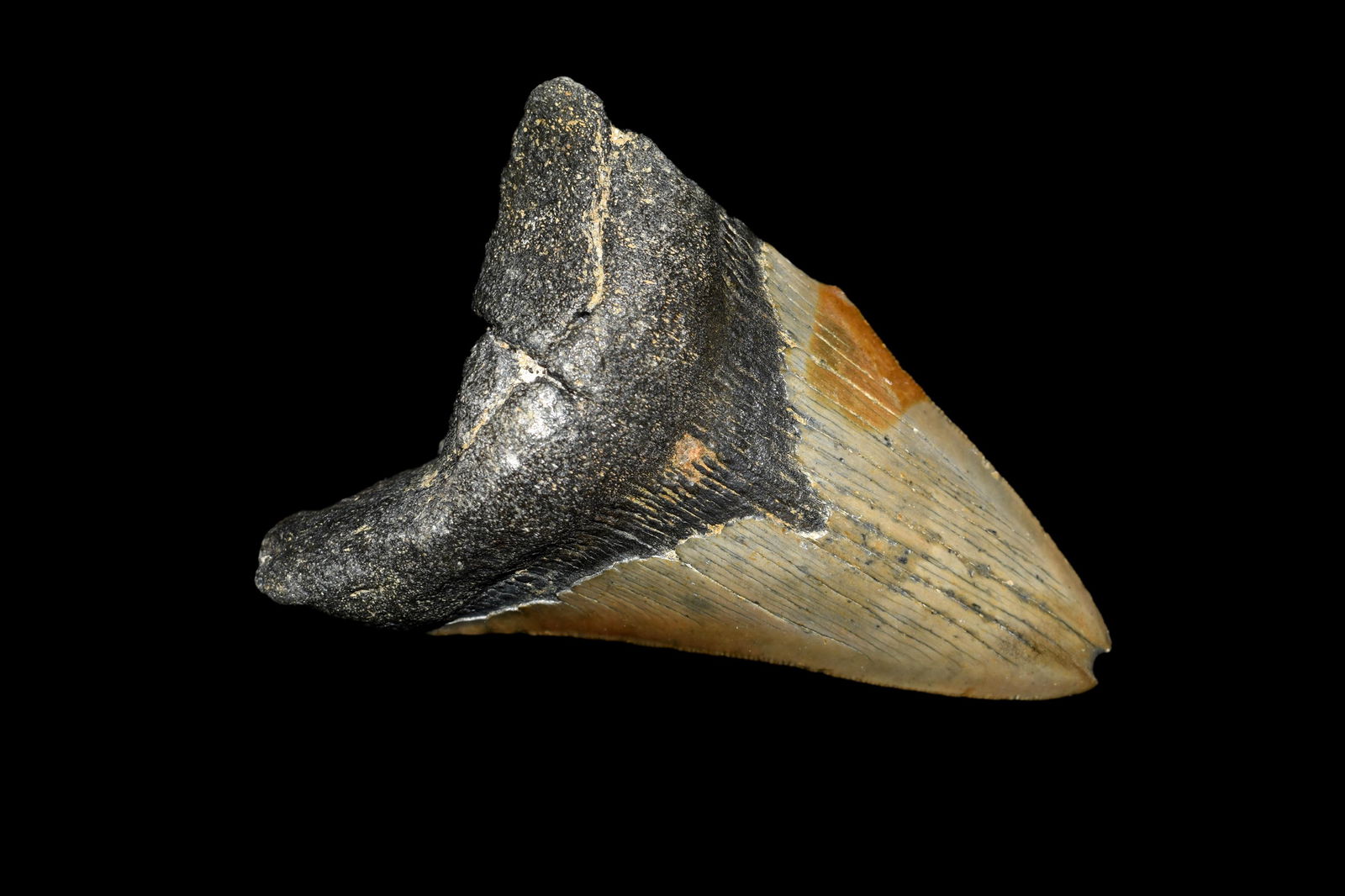 Fossil Prehistoric Megalodon Shark's Tooth: Fossil Prehistoric Megalodon Shark's Tooth