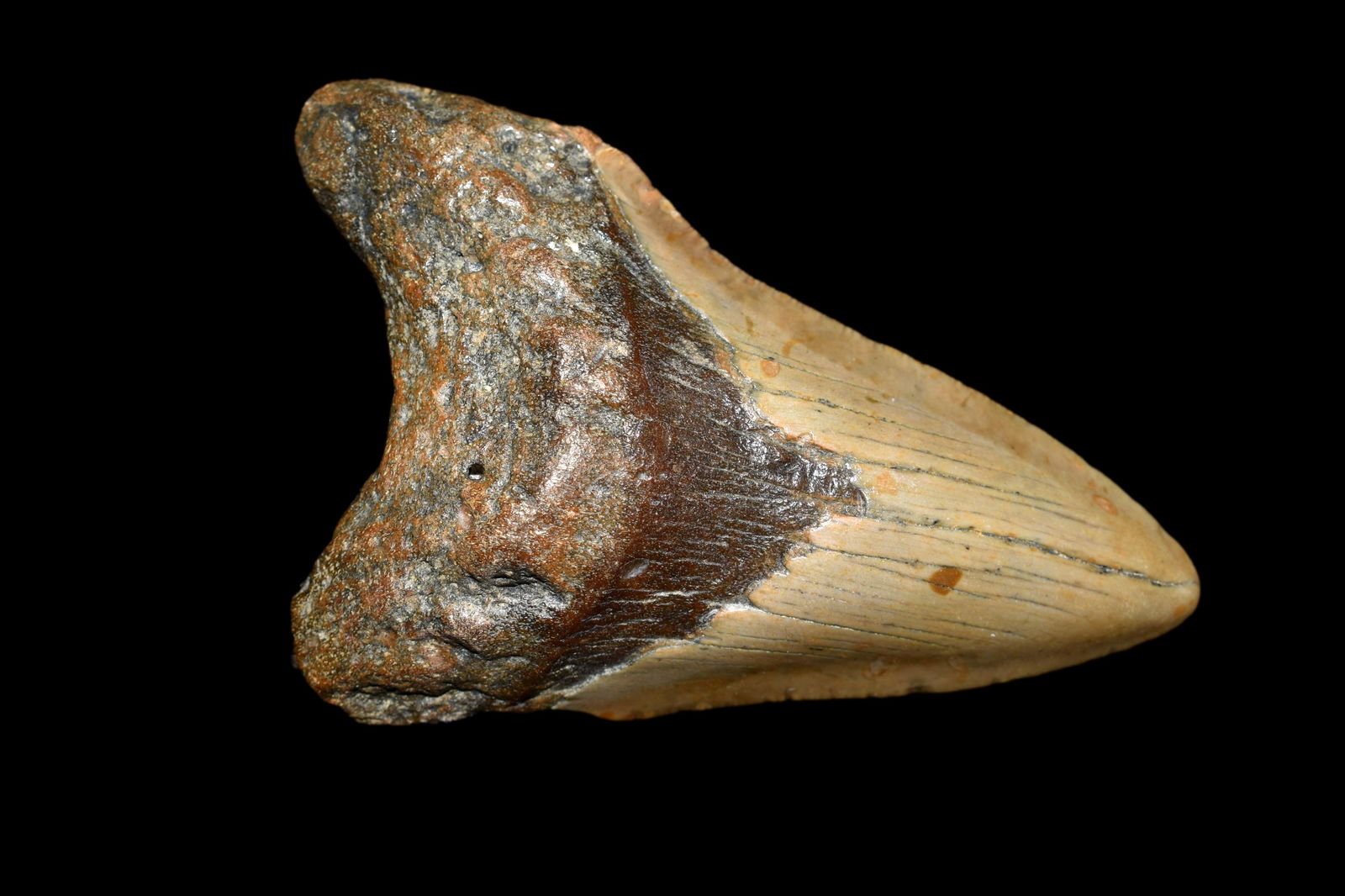 Fossil Prehistoric Megalodon Shark's Tooth: Fossil Prehistoric Megalodon Shark's Tooth